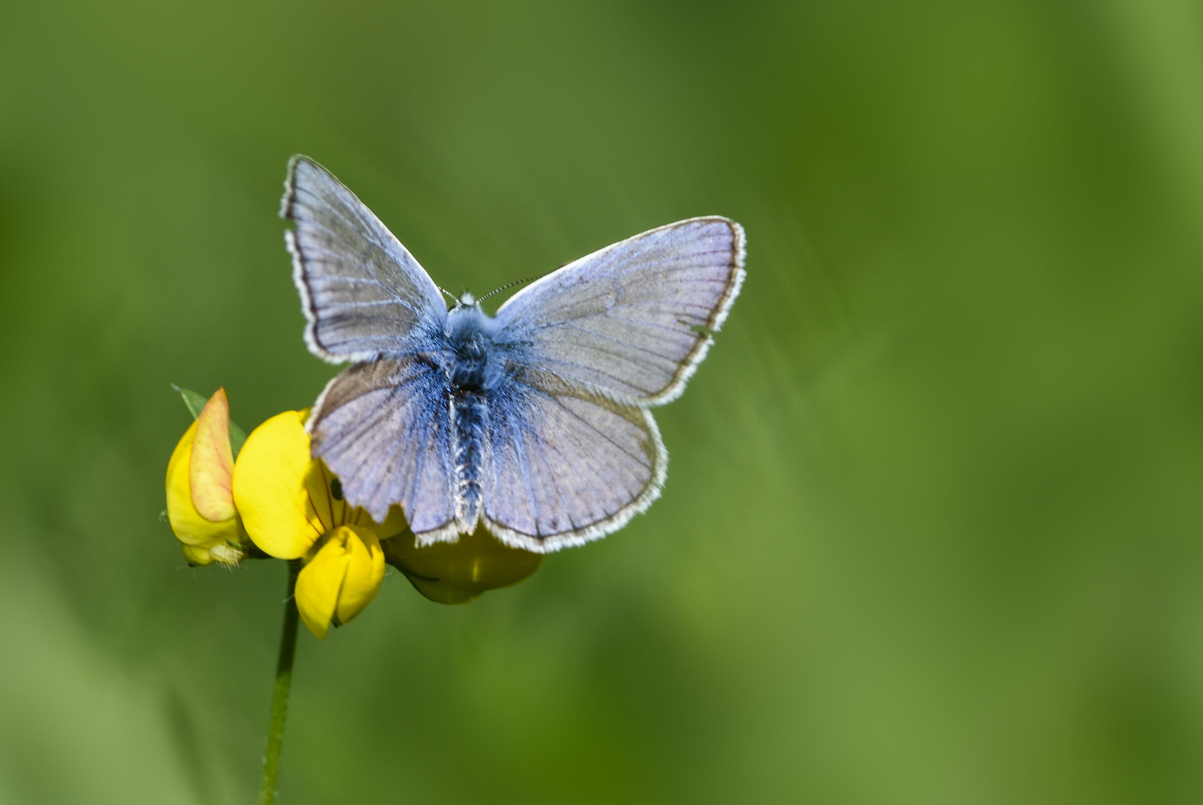 blue butterfly...