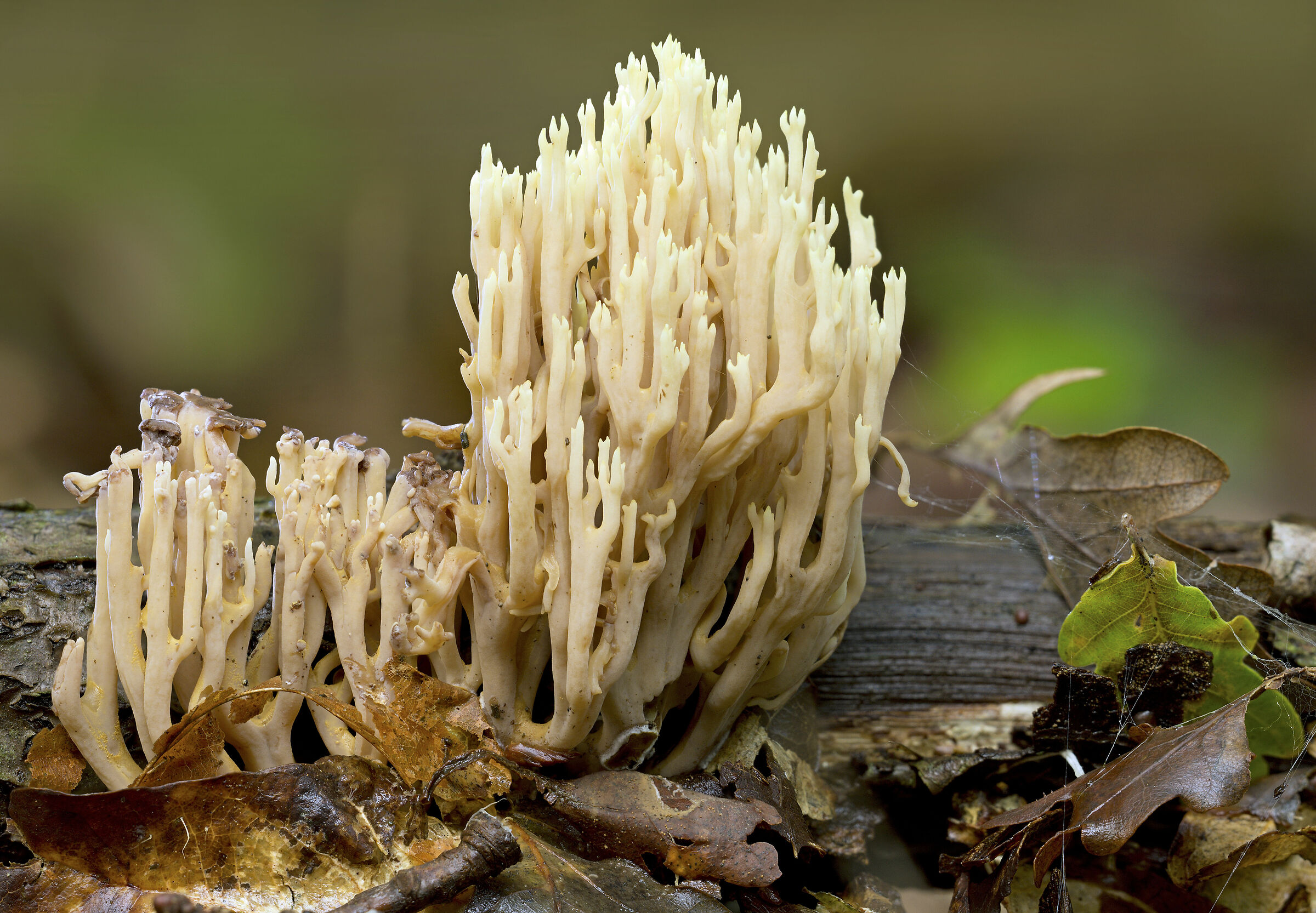 Coral fungus...