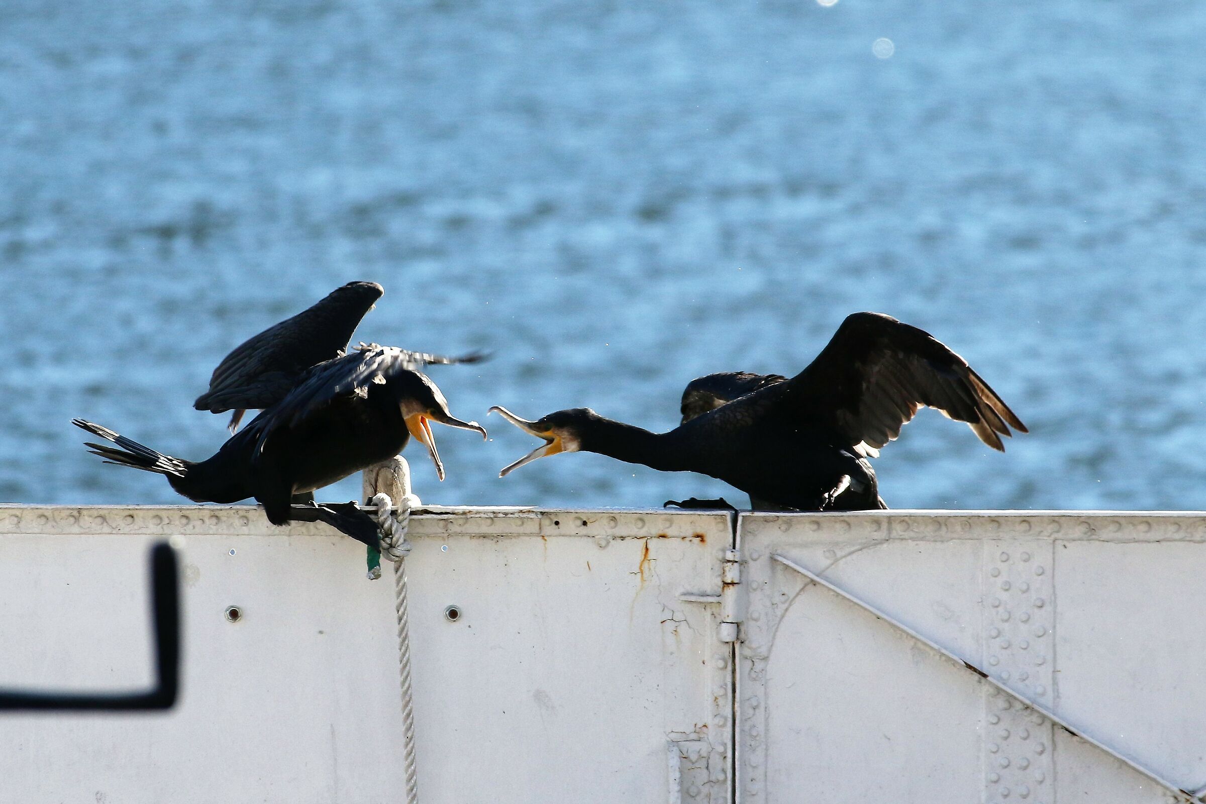 fight between cormorants...