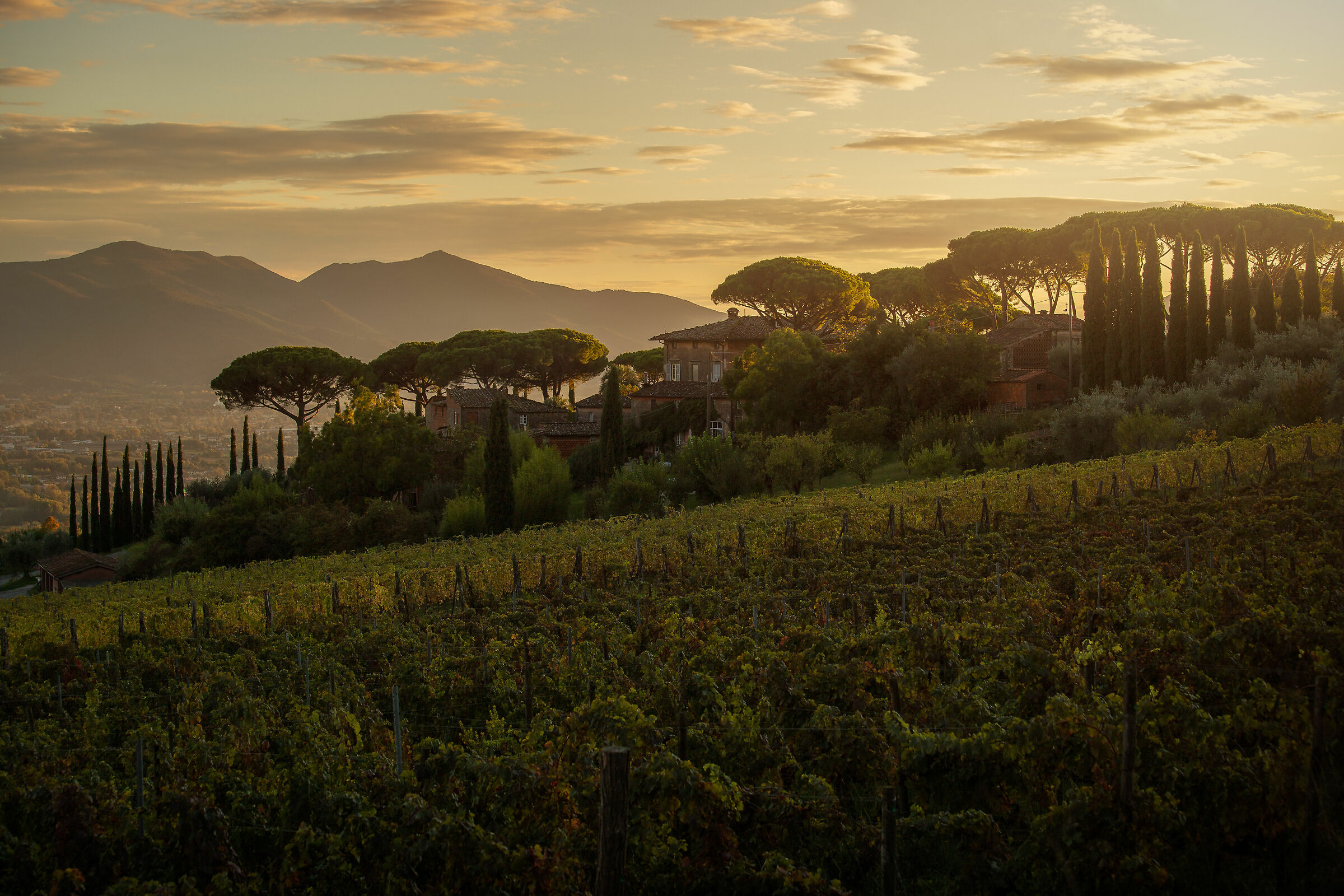 The vineyards of Valgiano...