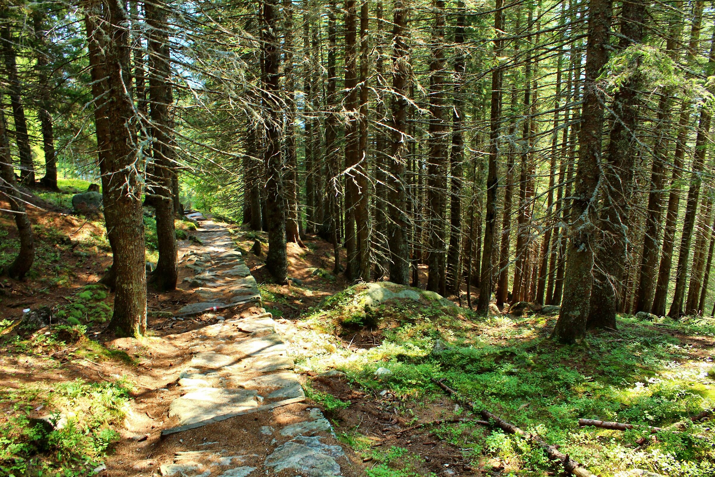 Passeggiata tra i boschi di Macugnaga...