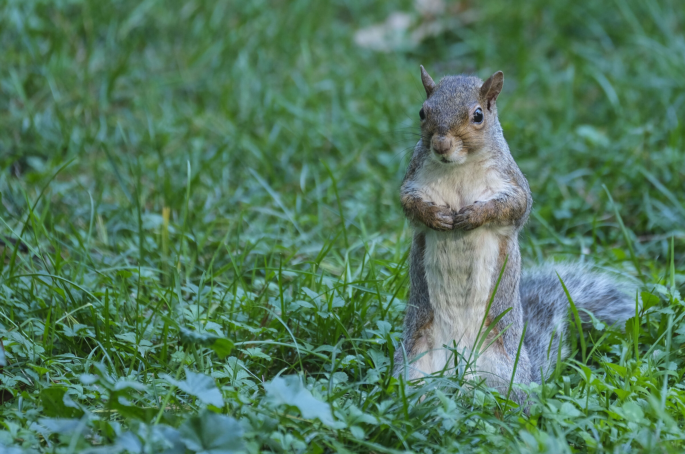 squirrel posing...