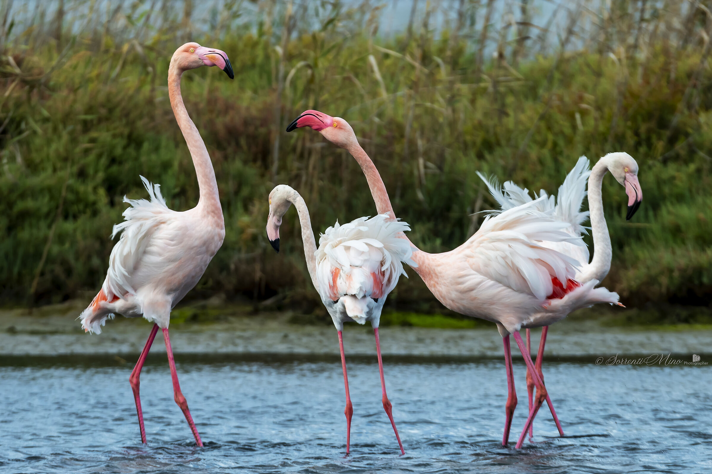 Beats between Flamingos!...