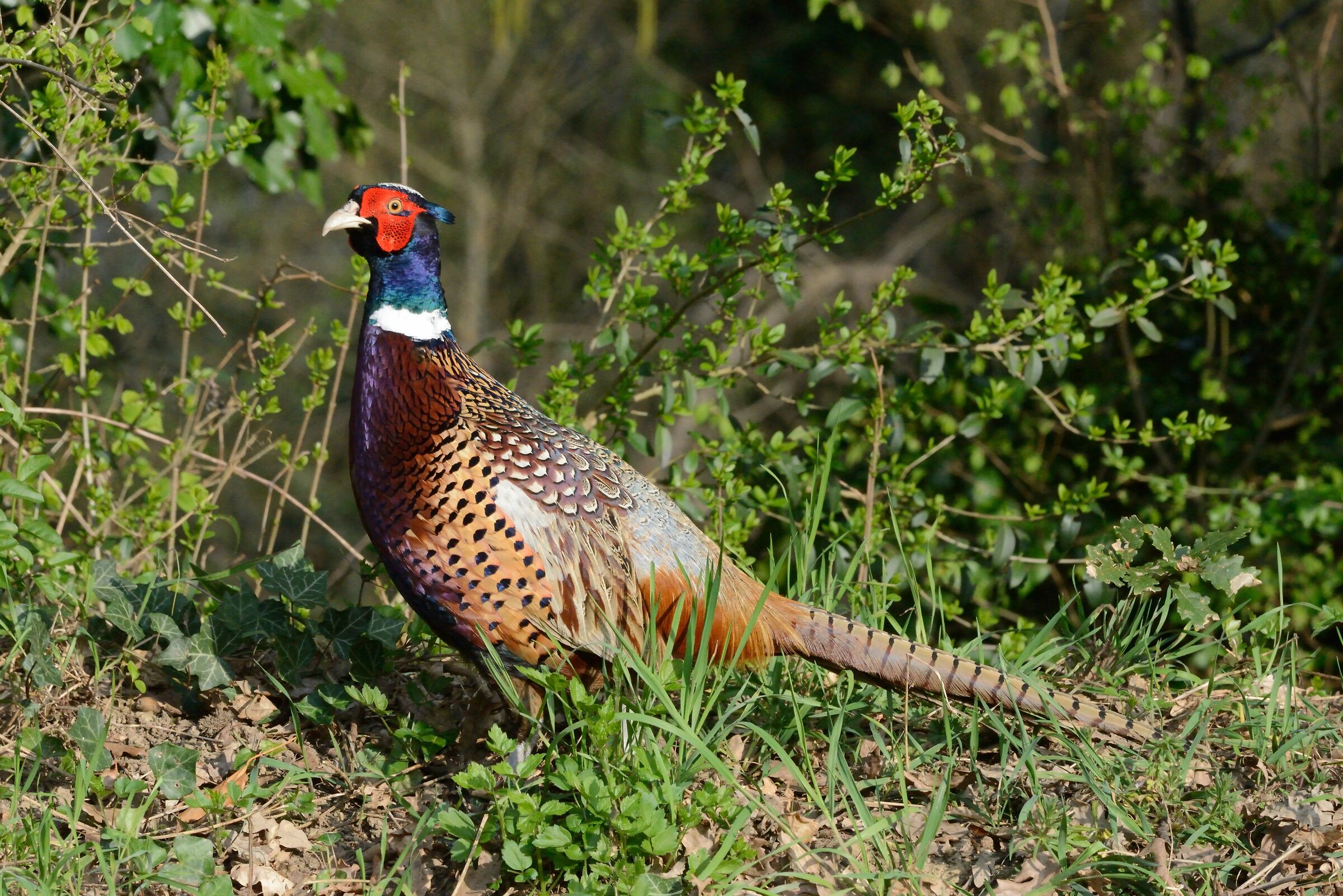 A pheasant walks during a hunting truce....