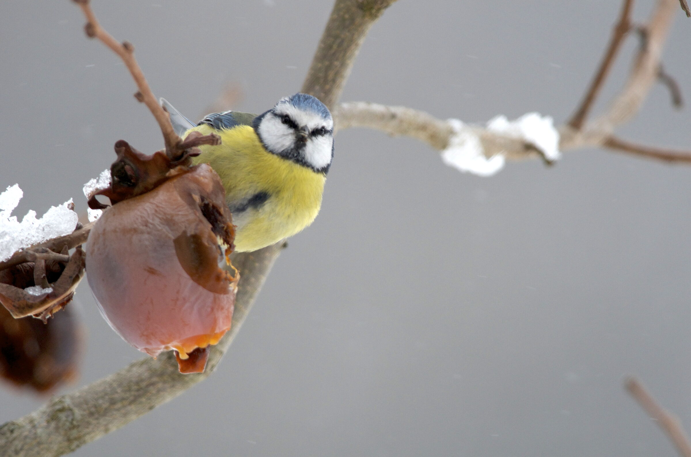 A hungry and cold bird....