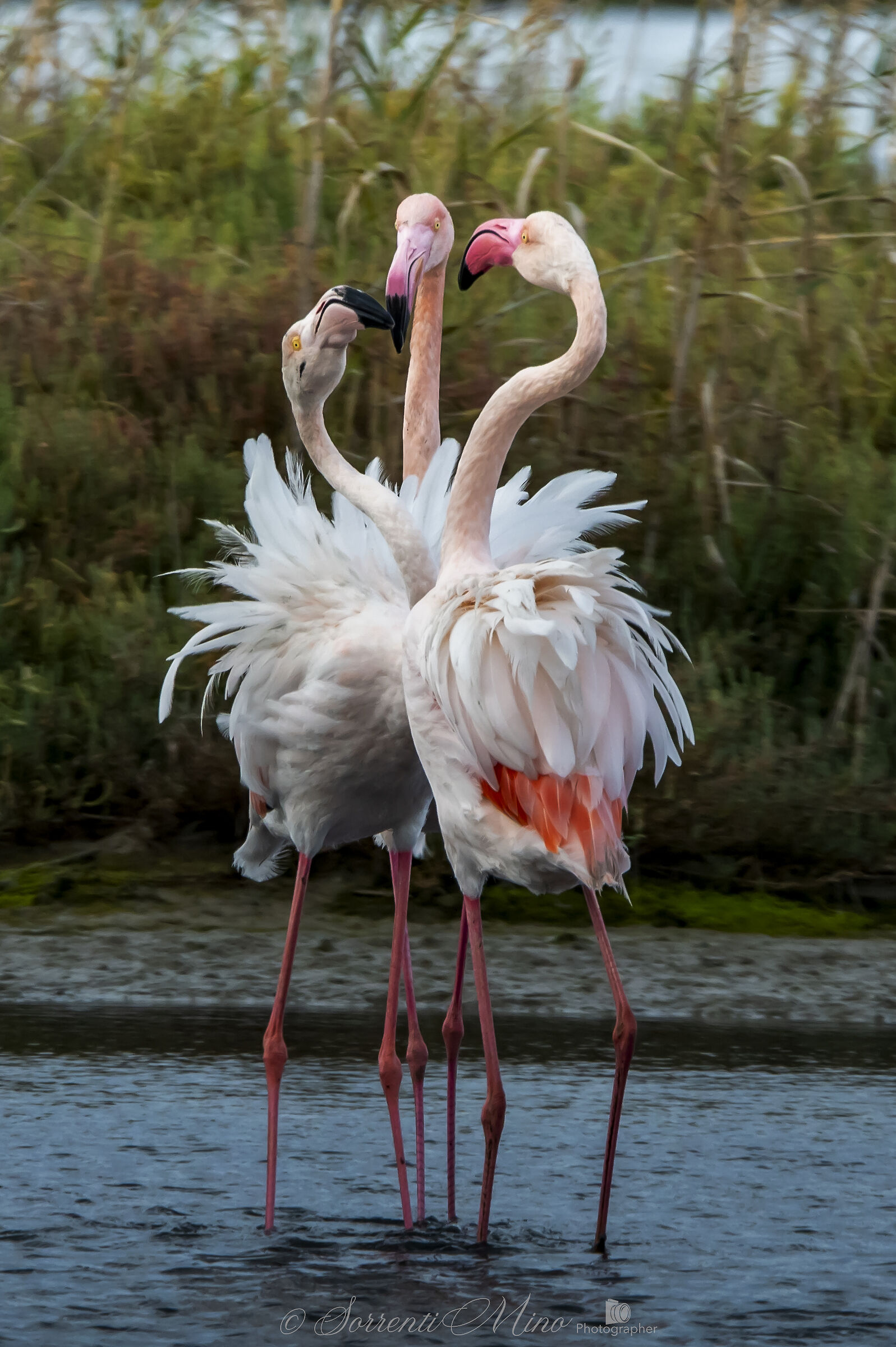 Squabble between Flamingos!...