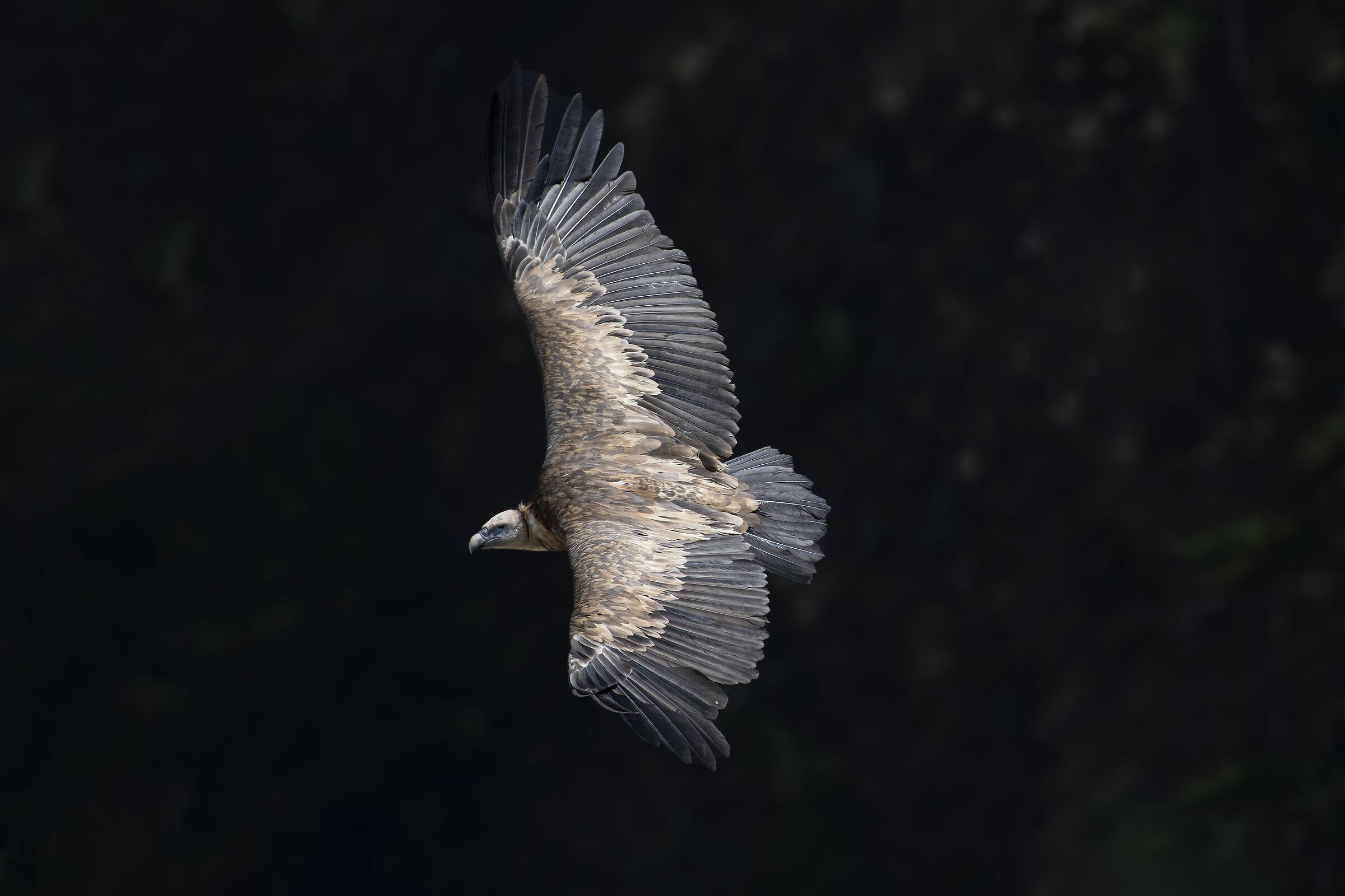Kızıl akbaba / Griffon Vulture / Gyps fulvus...