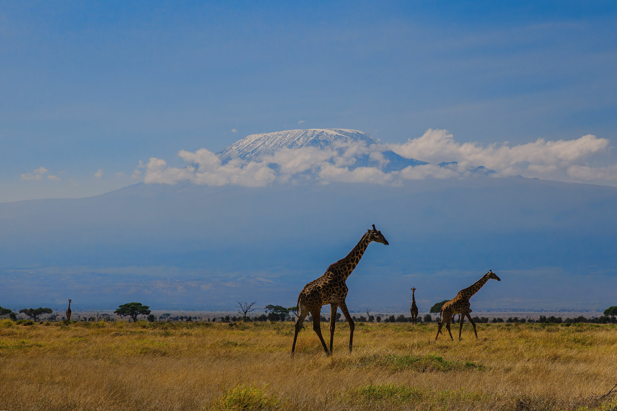 Giraffes and Kilimanjaro...