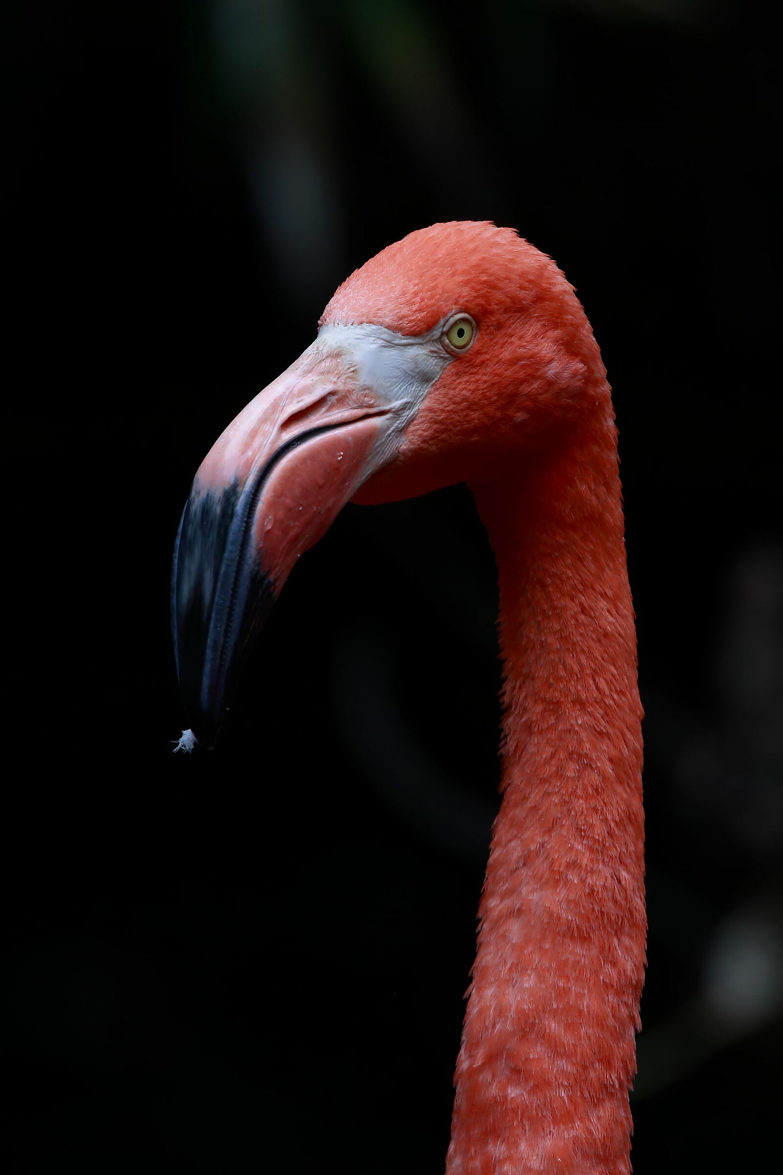 Portrait of Flamingo...