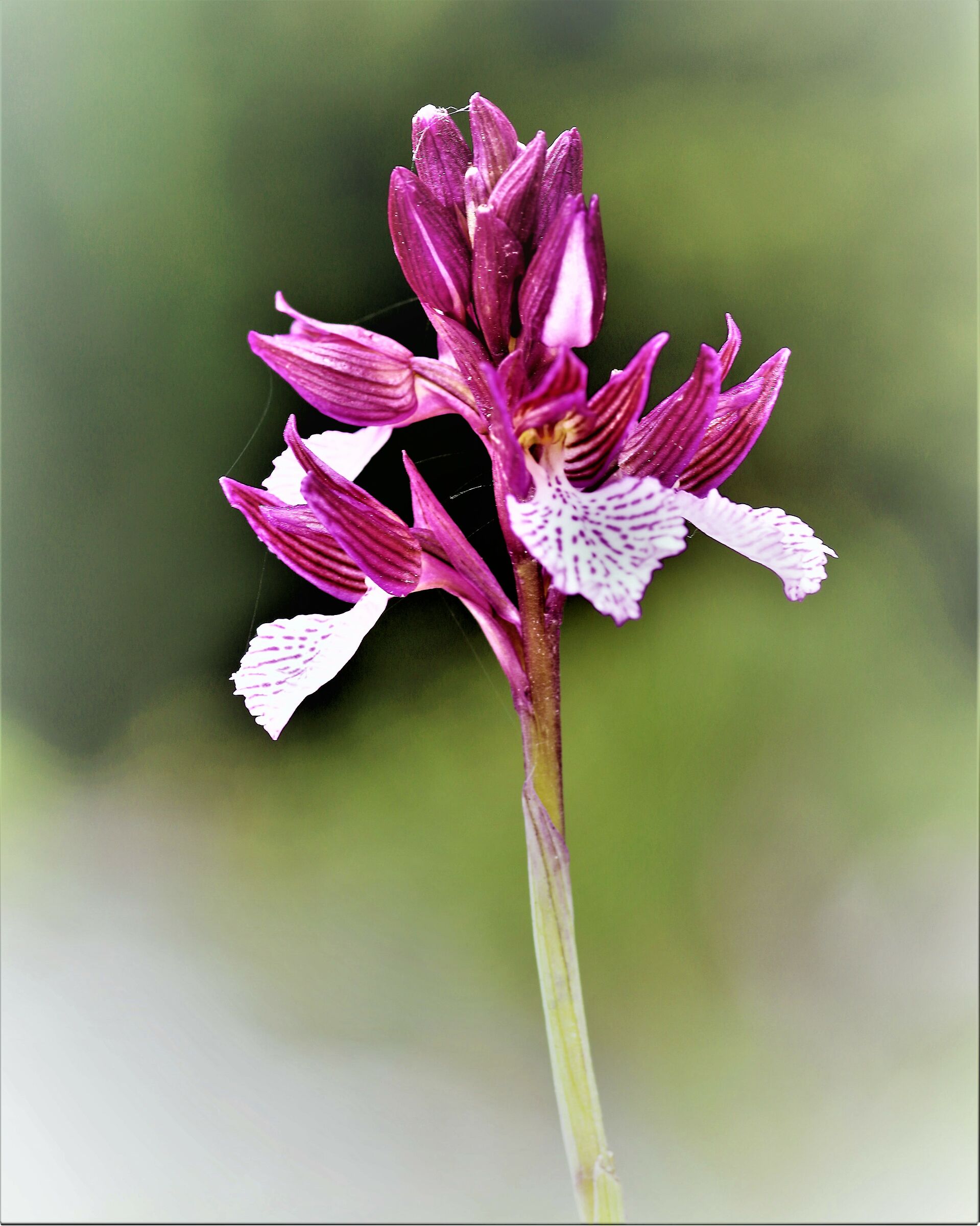 Orchidea farfalla...