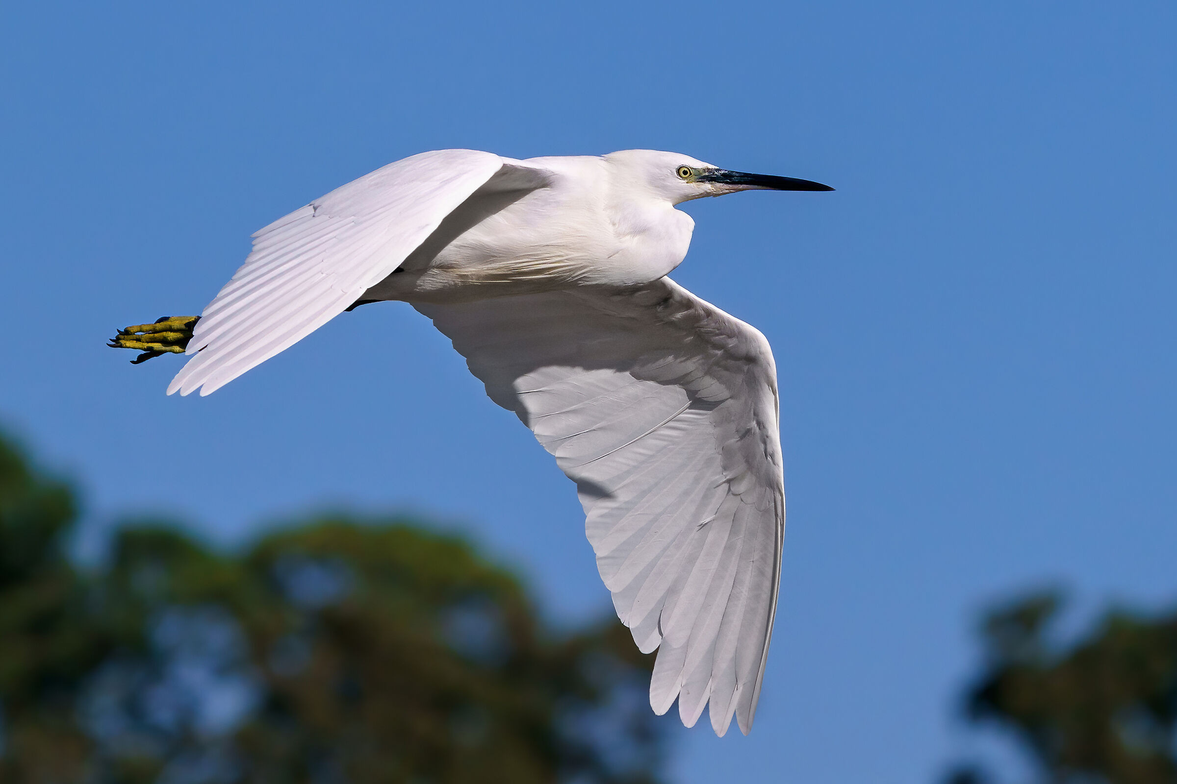 Flying egret...
