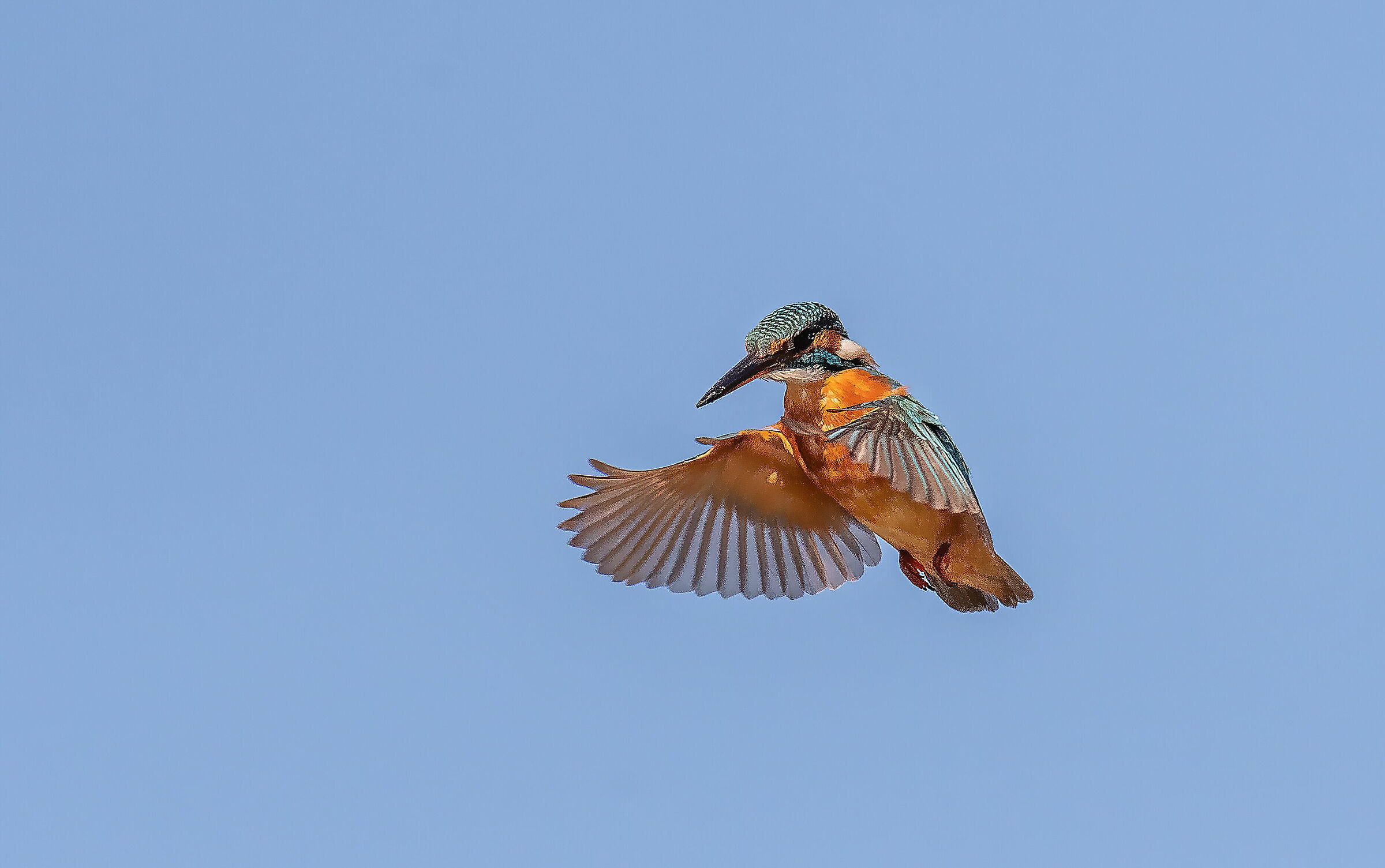 Kingfisher in the Holy Spirit...