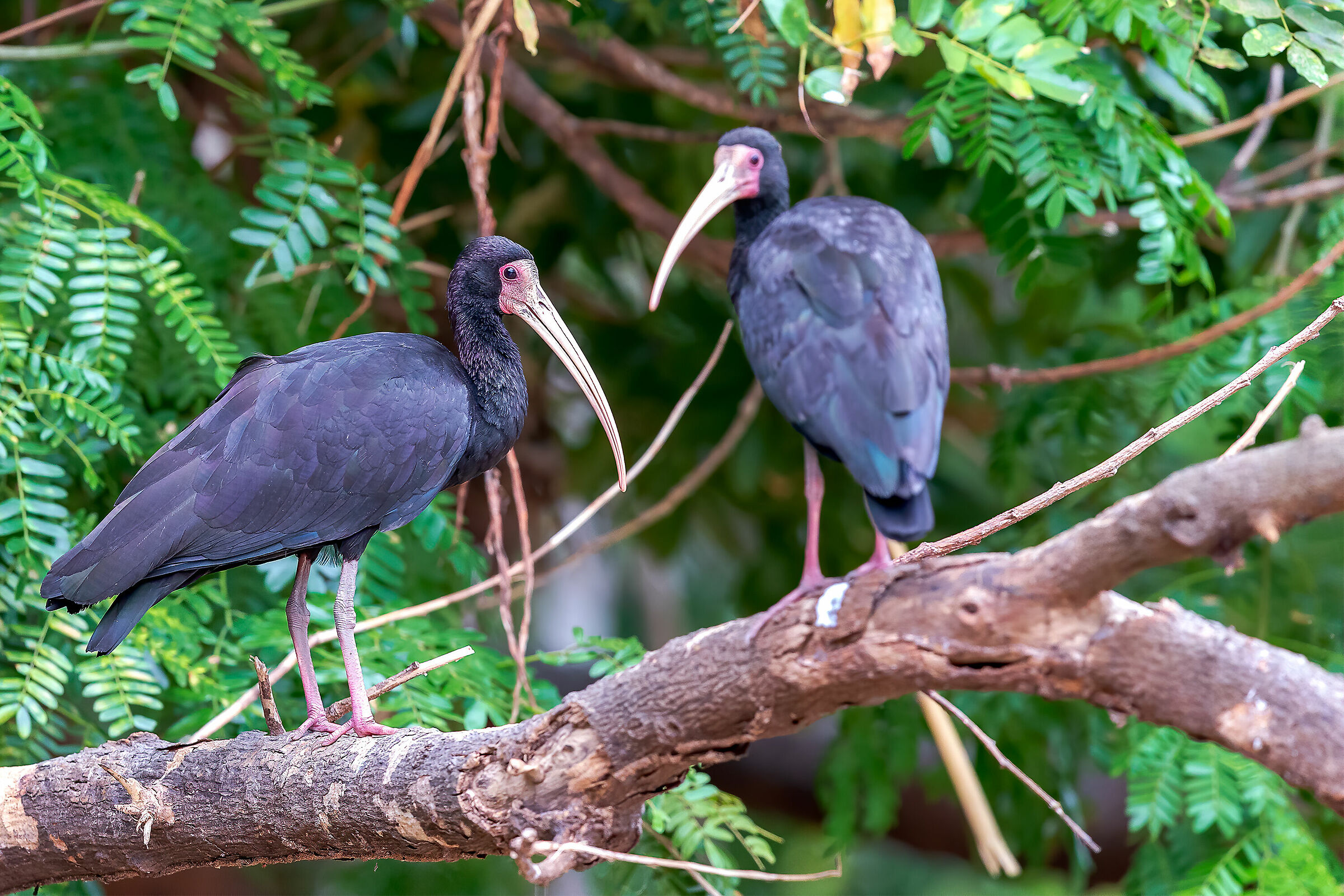 Whispering or Bare faced Ibis...