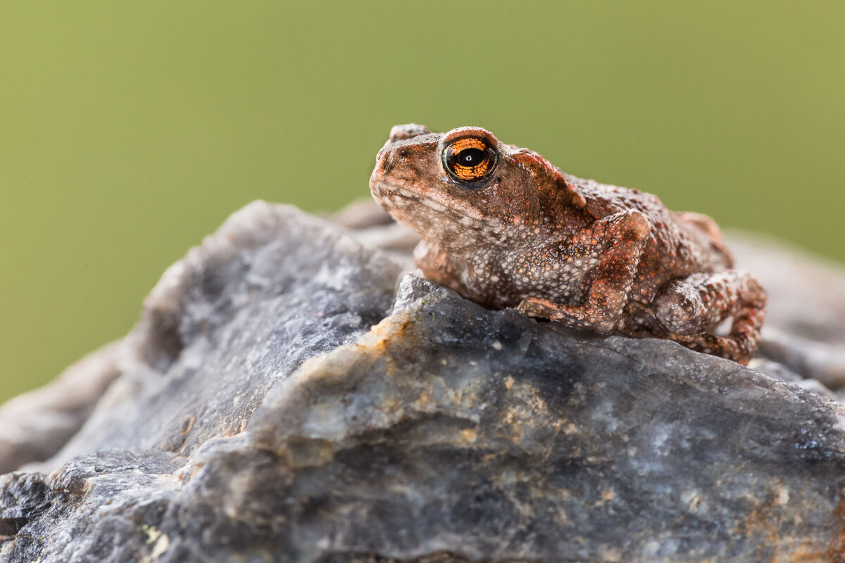 Small Common Toad recently metamorphosed ......