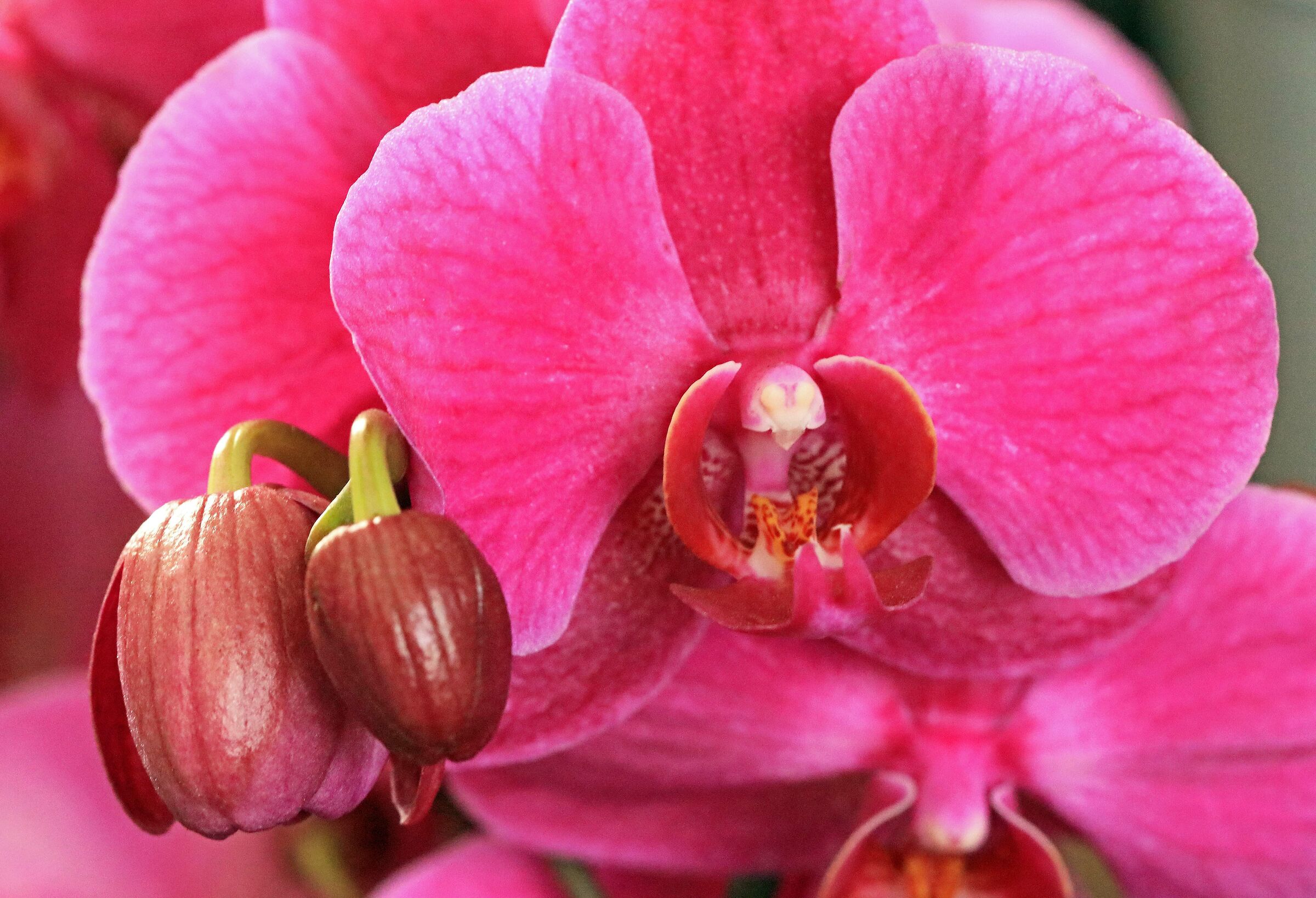 Orchid Phalaenopsis violacea ...
