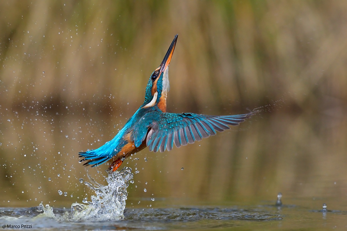 Take-off from the water ...