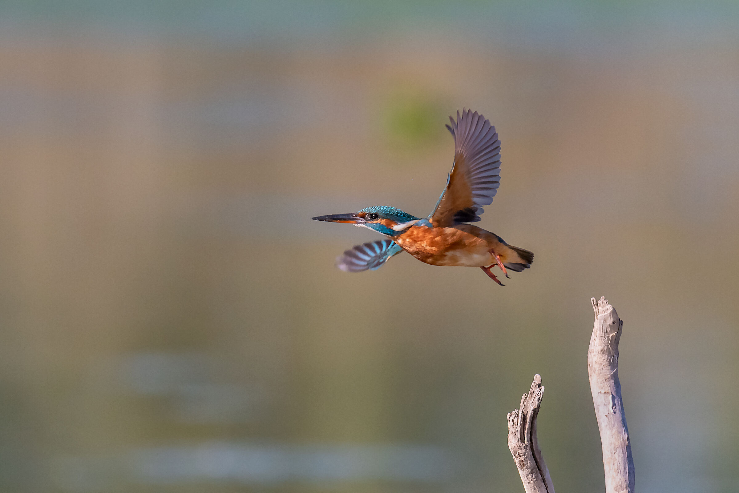 Kingfisher on the way out of the perche...