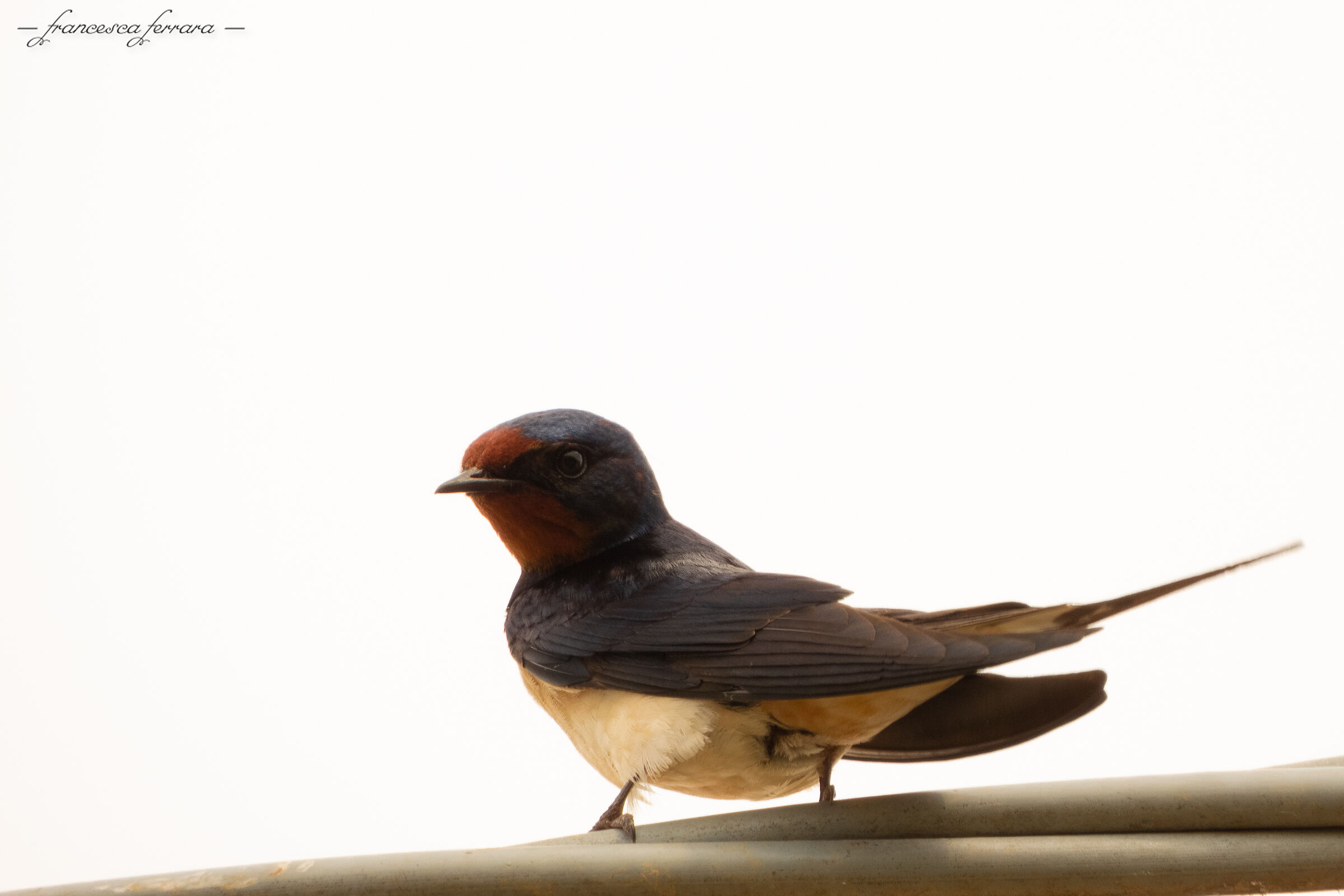 Swallow (Hirundo Rustica Rustica)_2...