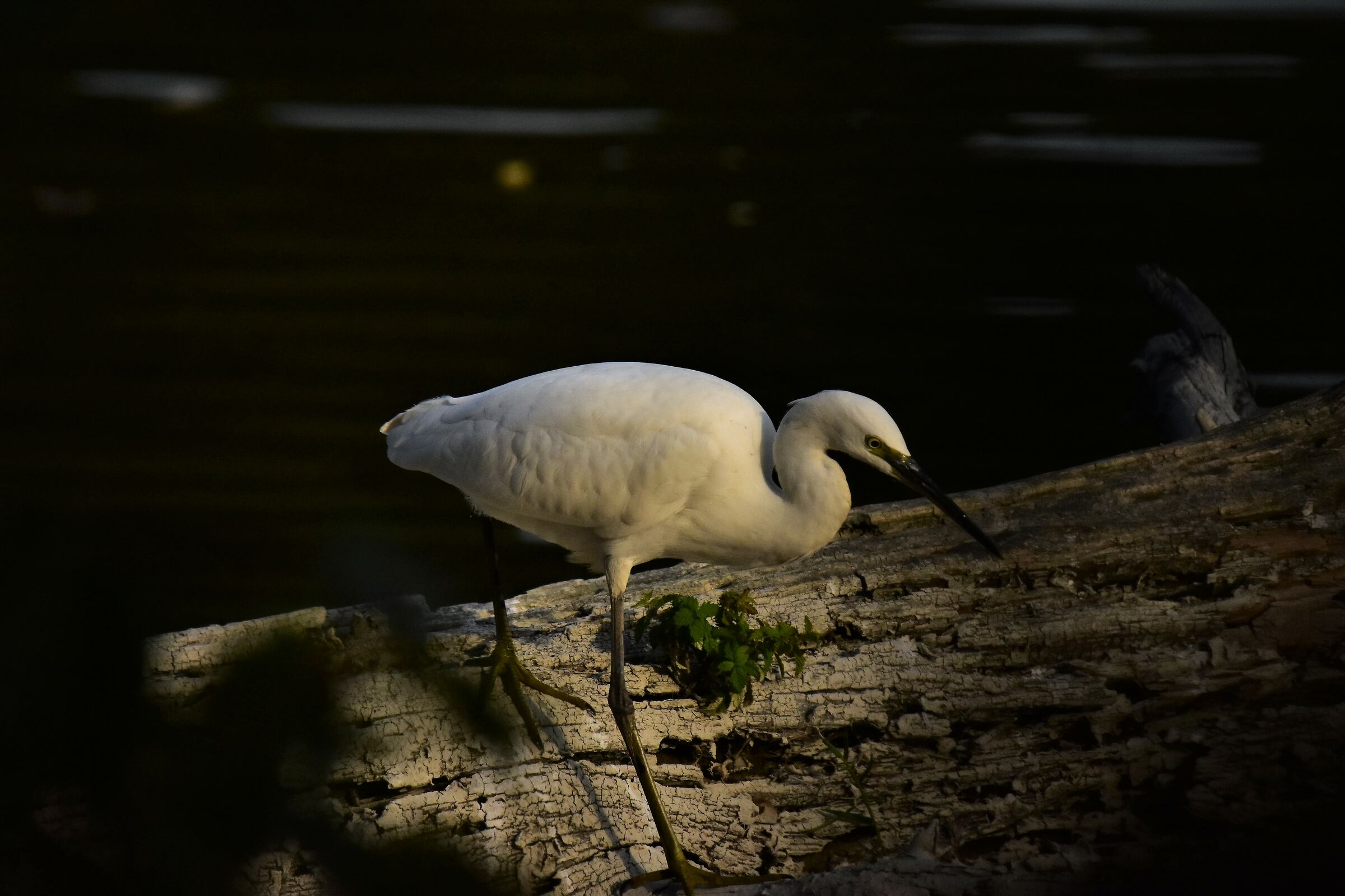 Silent Hunt (Egret)...
