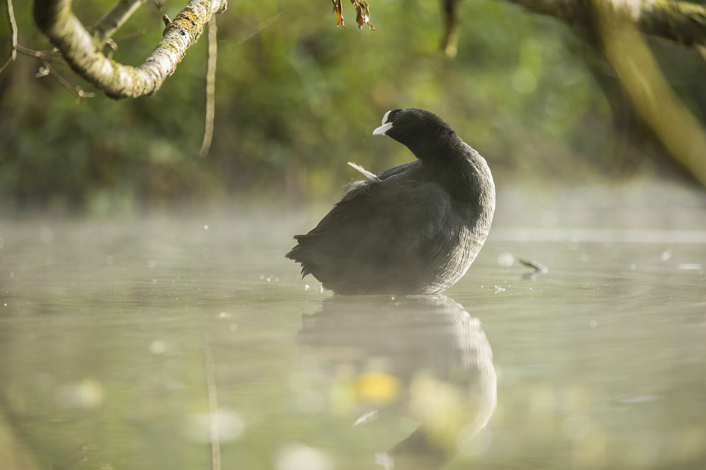 dreamy coot 1...