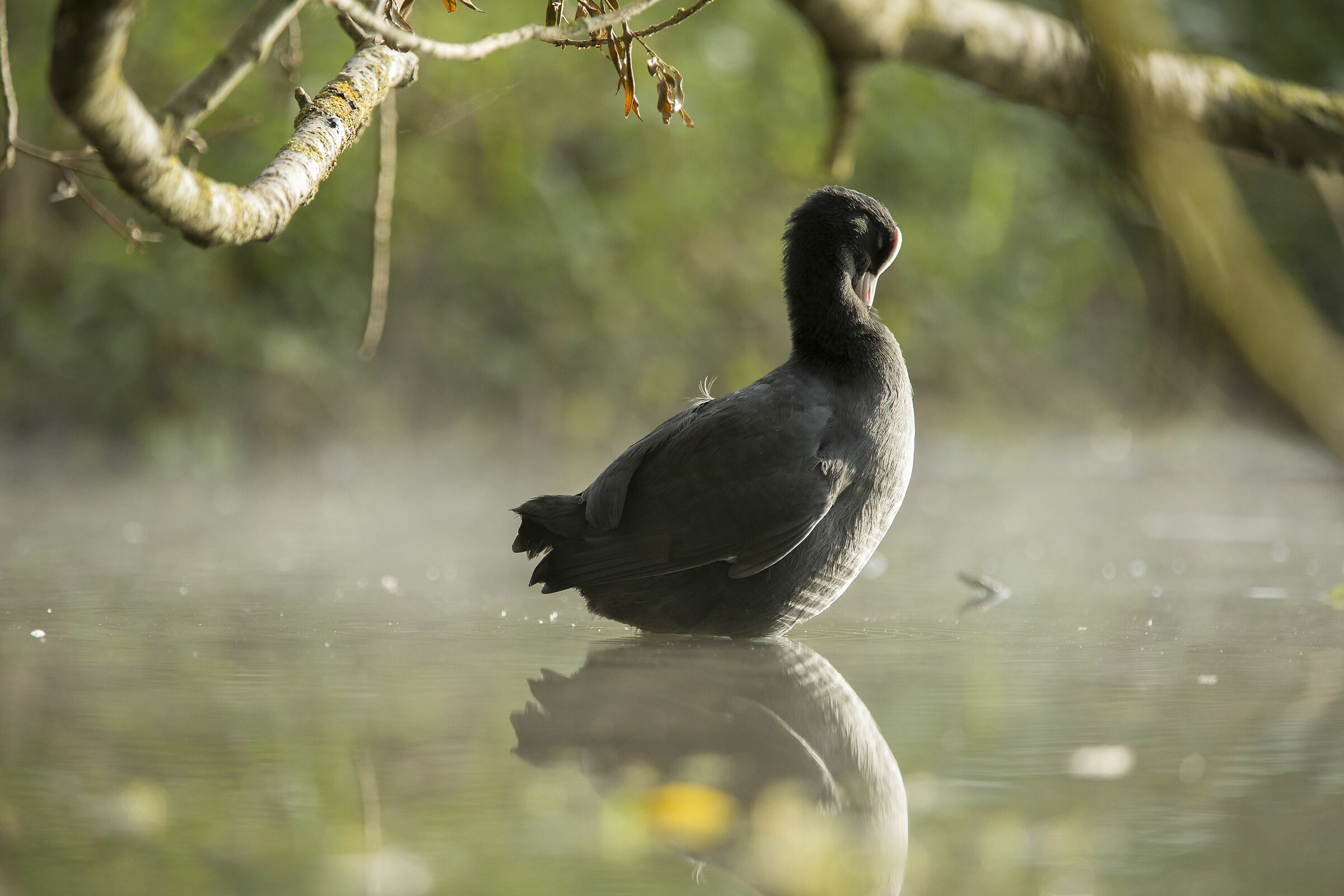dreamy coot 3...