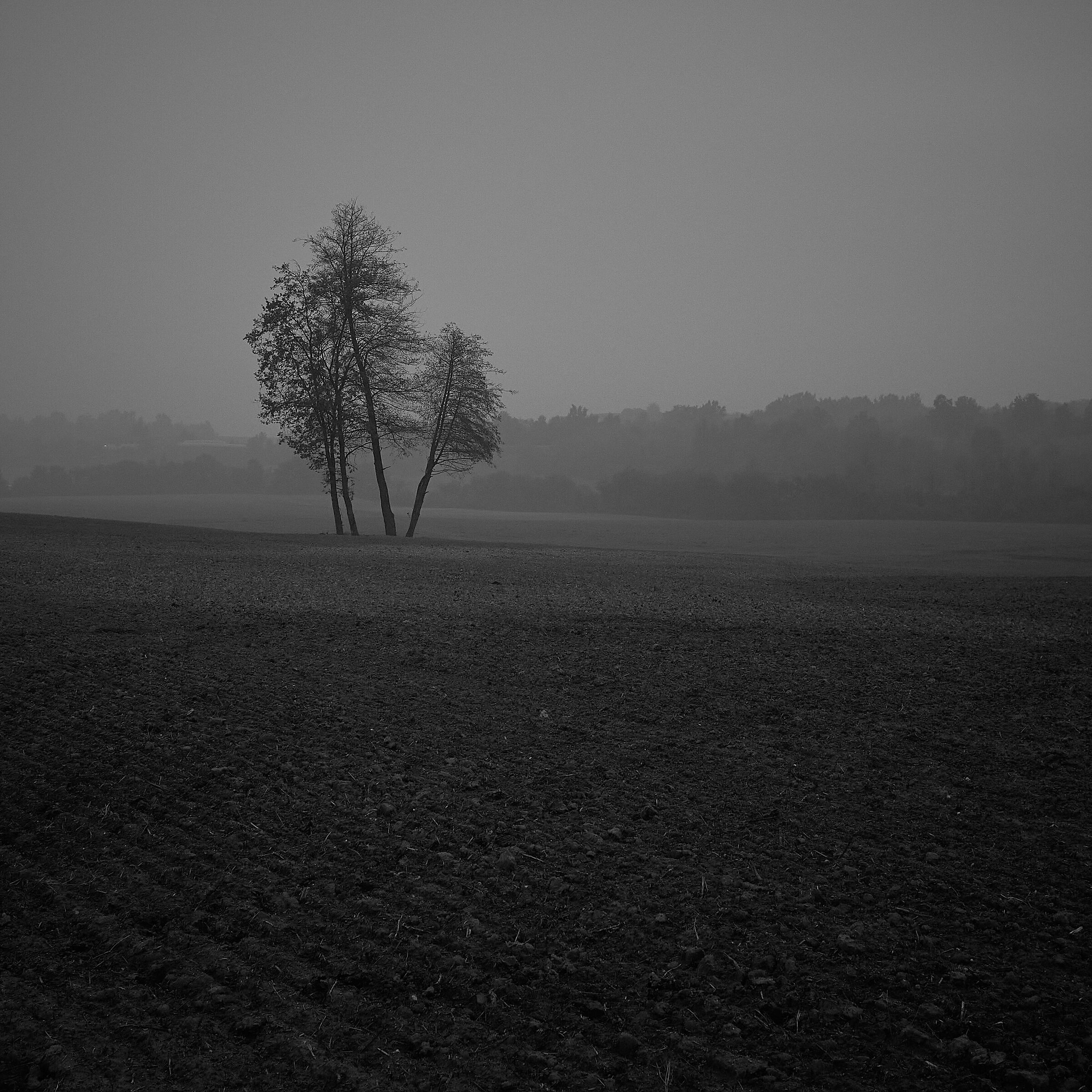 Trees in the Fog...