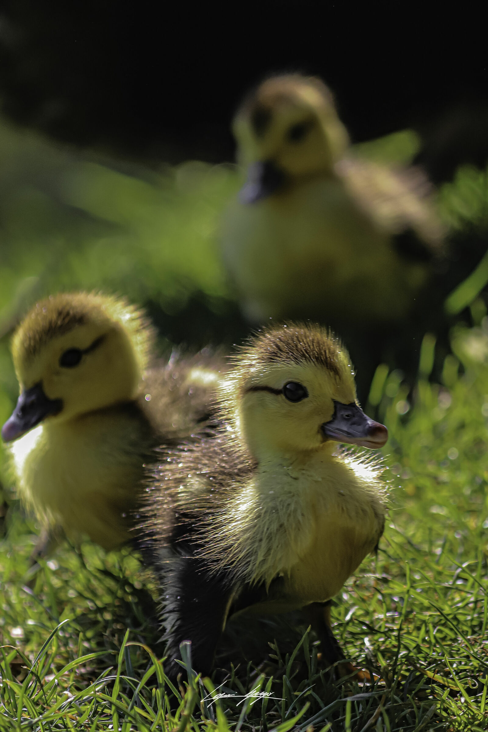 Ducklings...