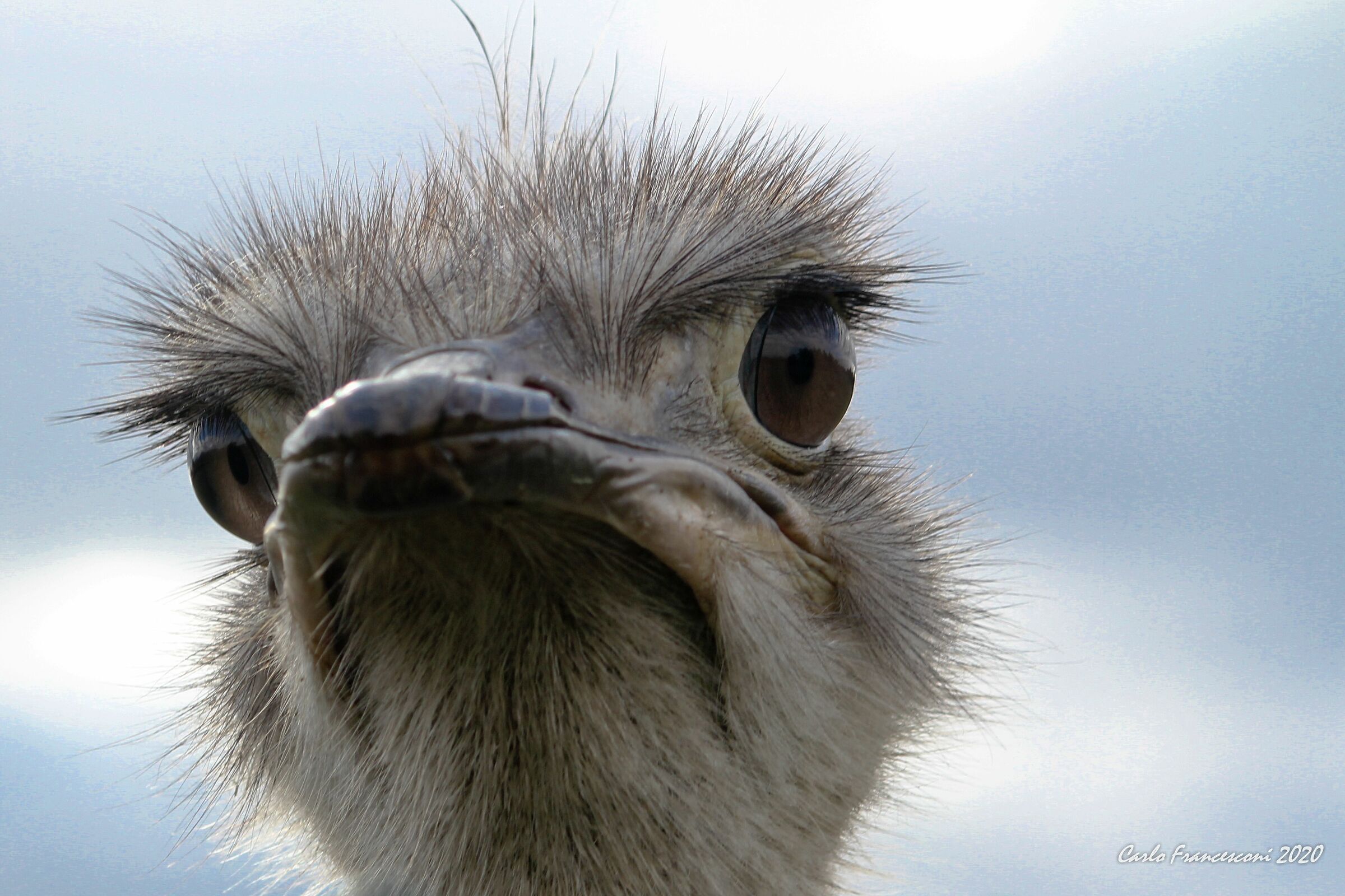 Increasingly curious ostrich...