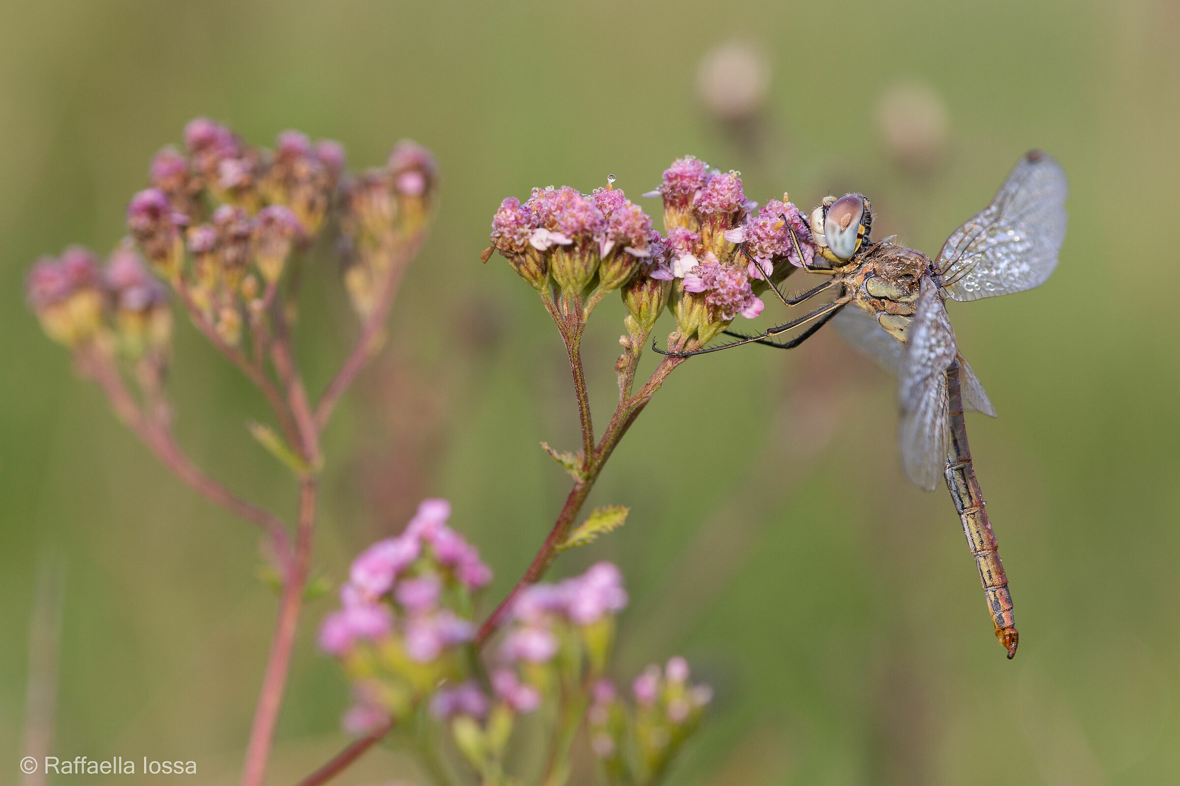  Sympetrum, 19...