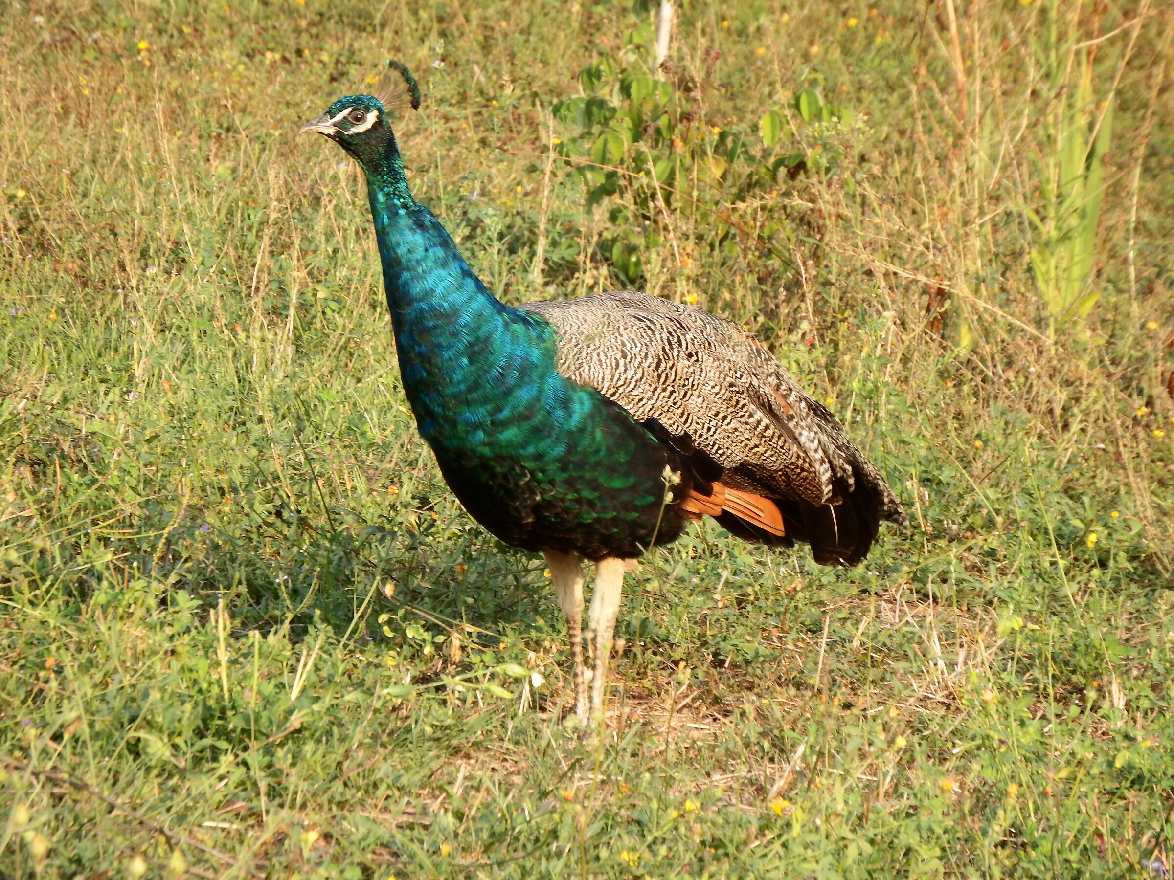 A peacock....