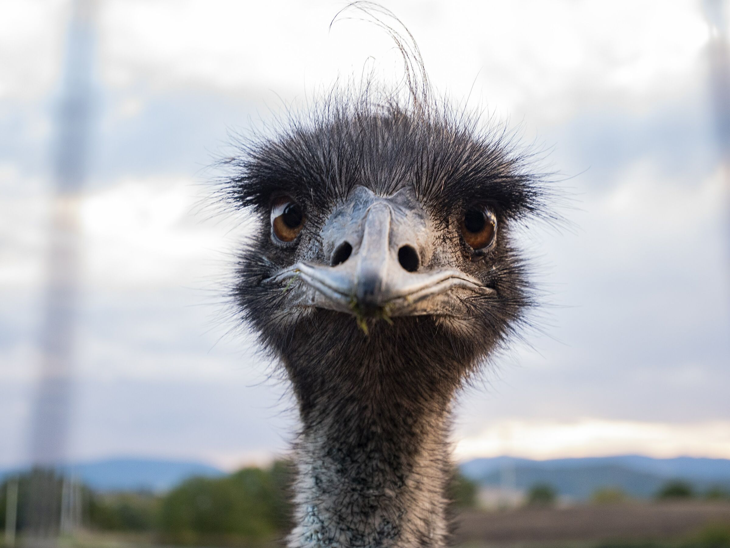 Ostrich face...