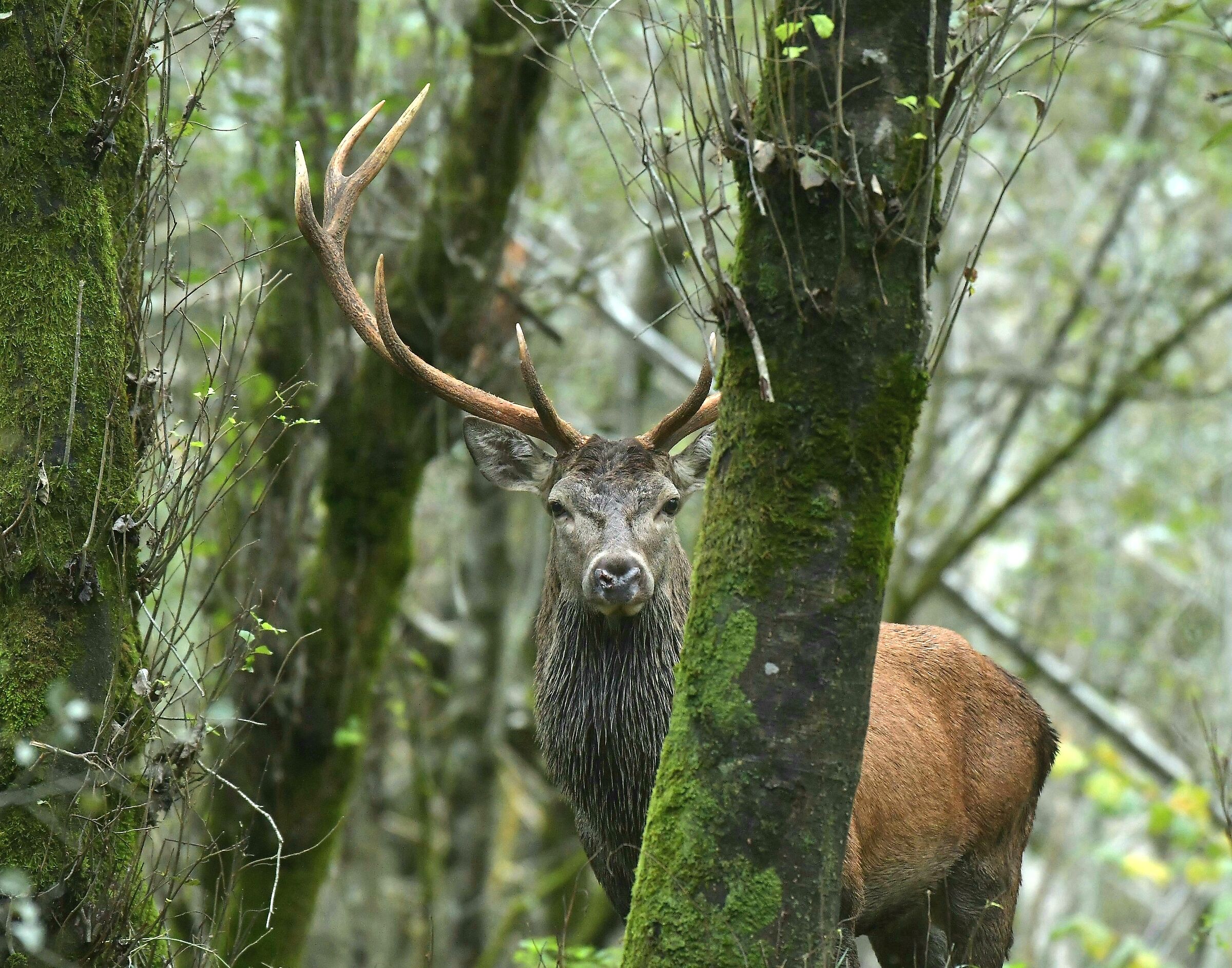 Curious deer :-)...