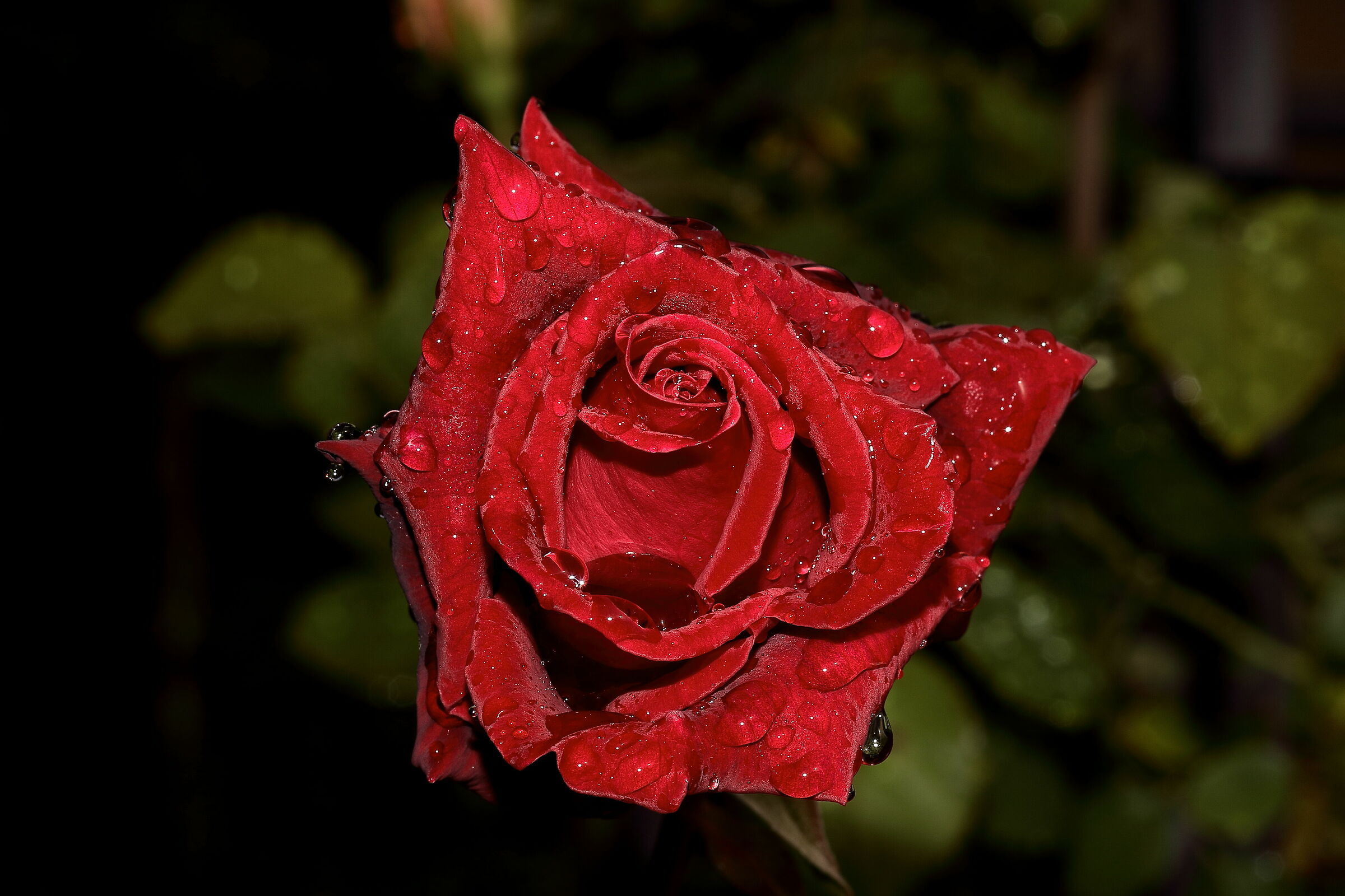 Una rosa brillante...