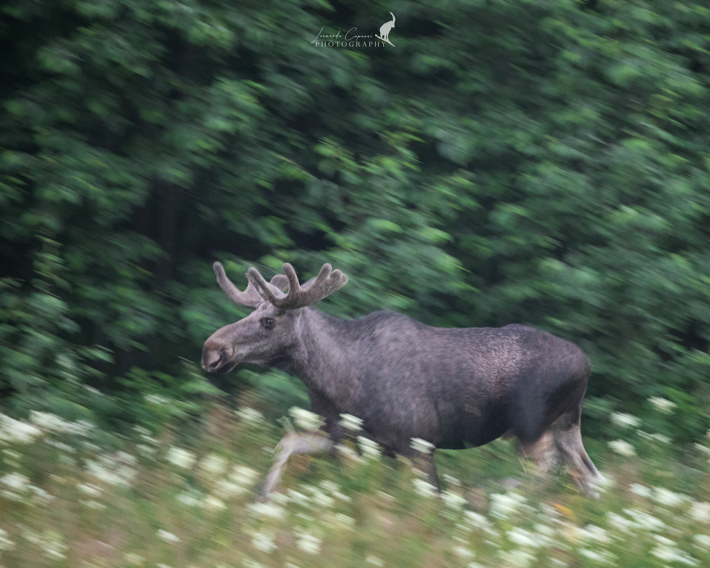 Moose on the move/ Moving moose...