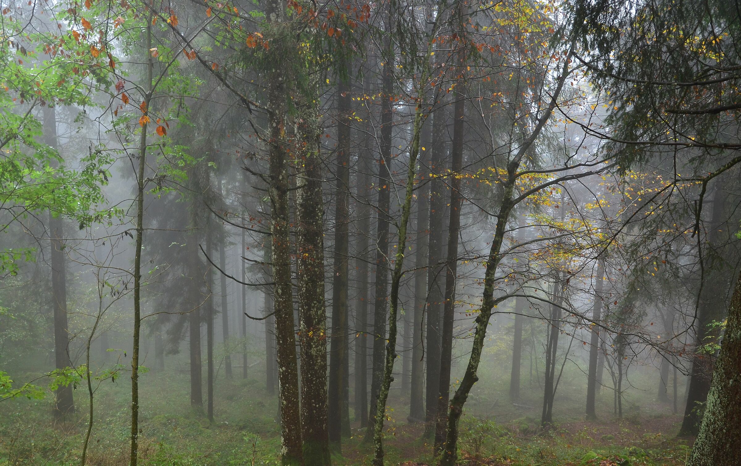Beech and pine forest in fog 2...