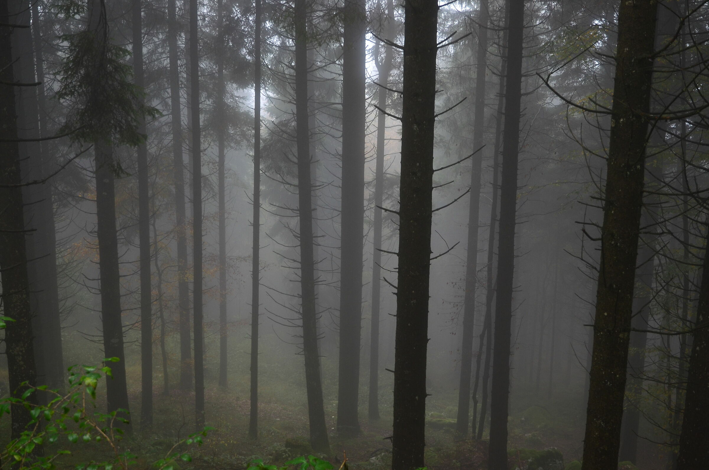 Beech and pine forest in fog 3...