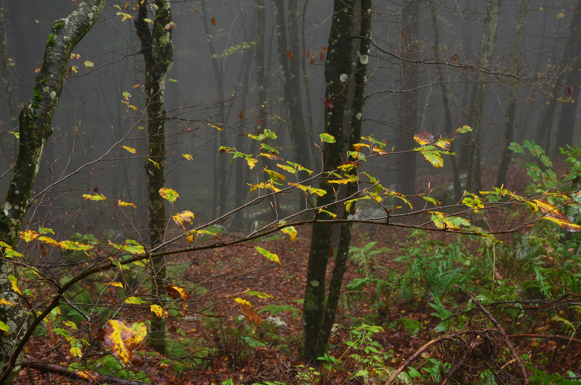 Beech and pine forest in fog 4...