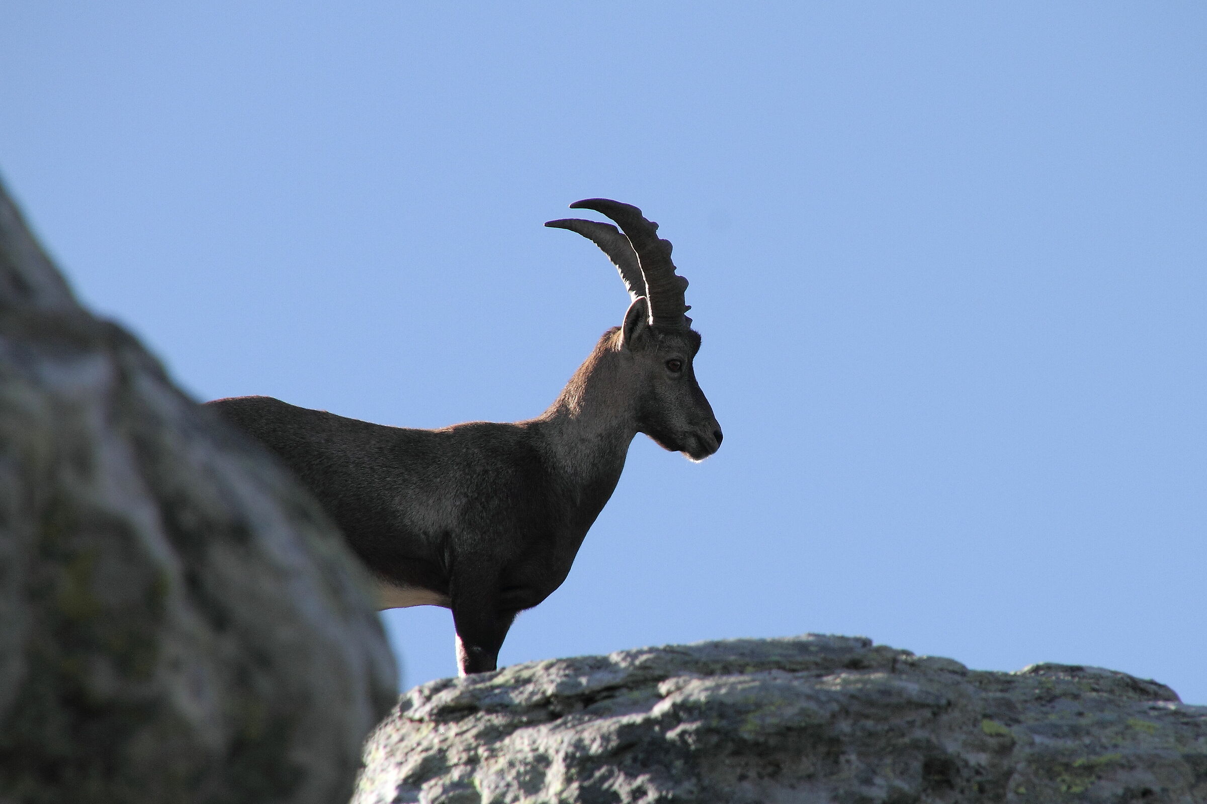 Young adult ibex...