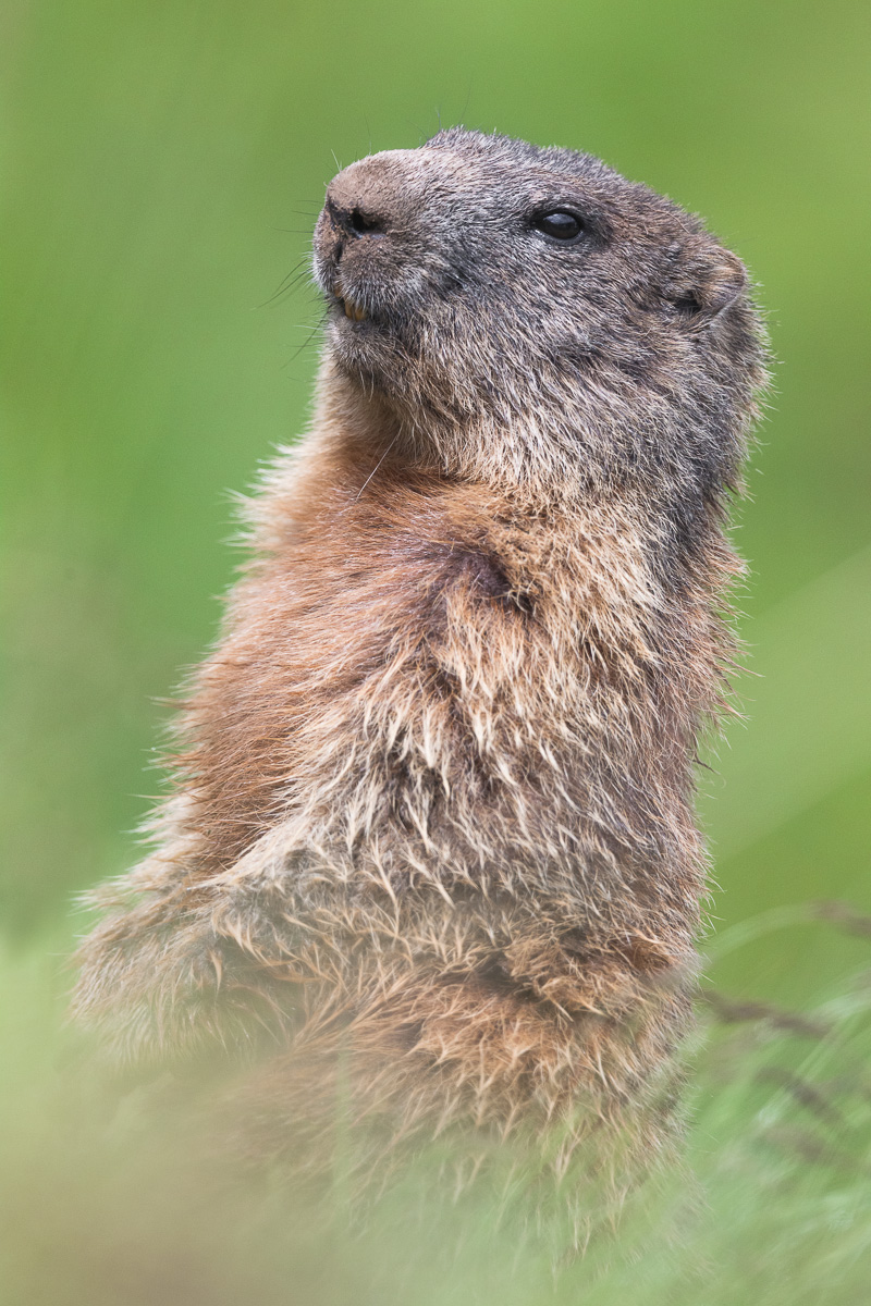 Marmot of the Lookout Alps ......