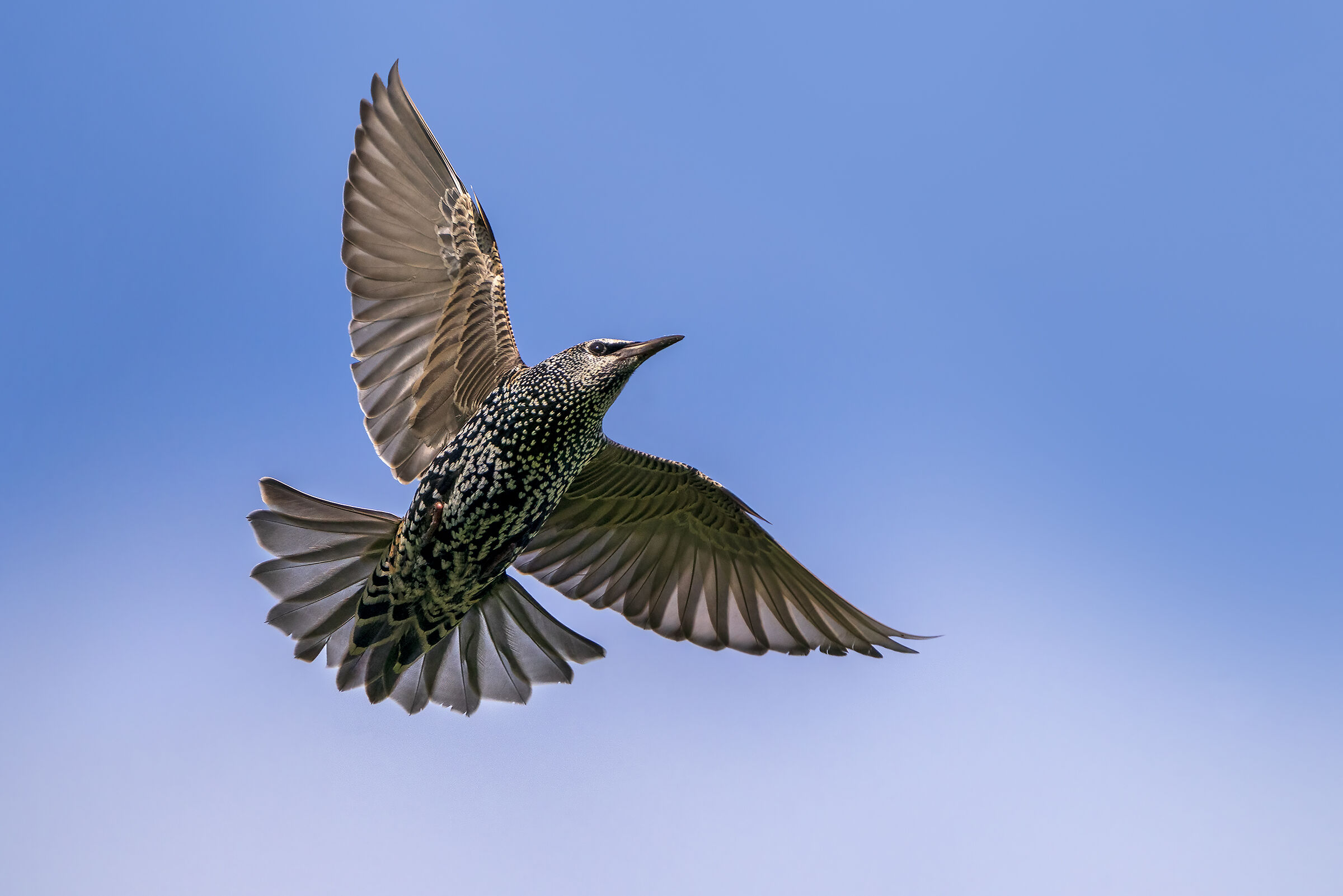 Starling in search of flying ants...