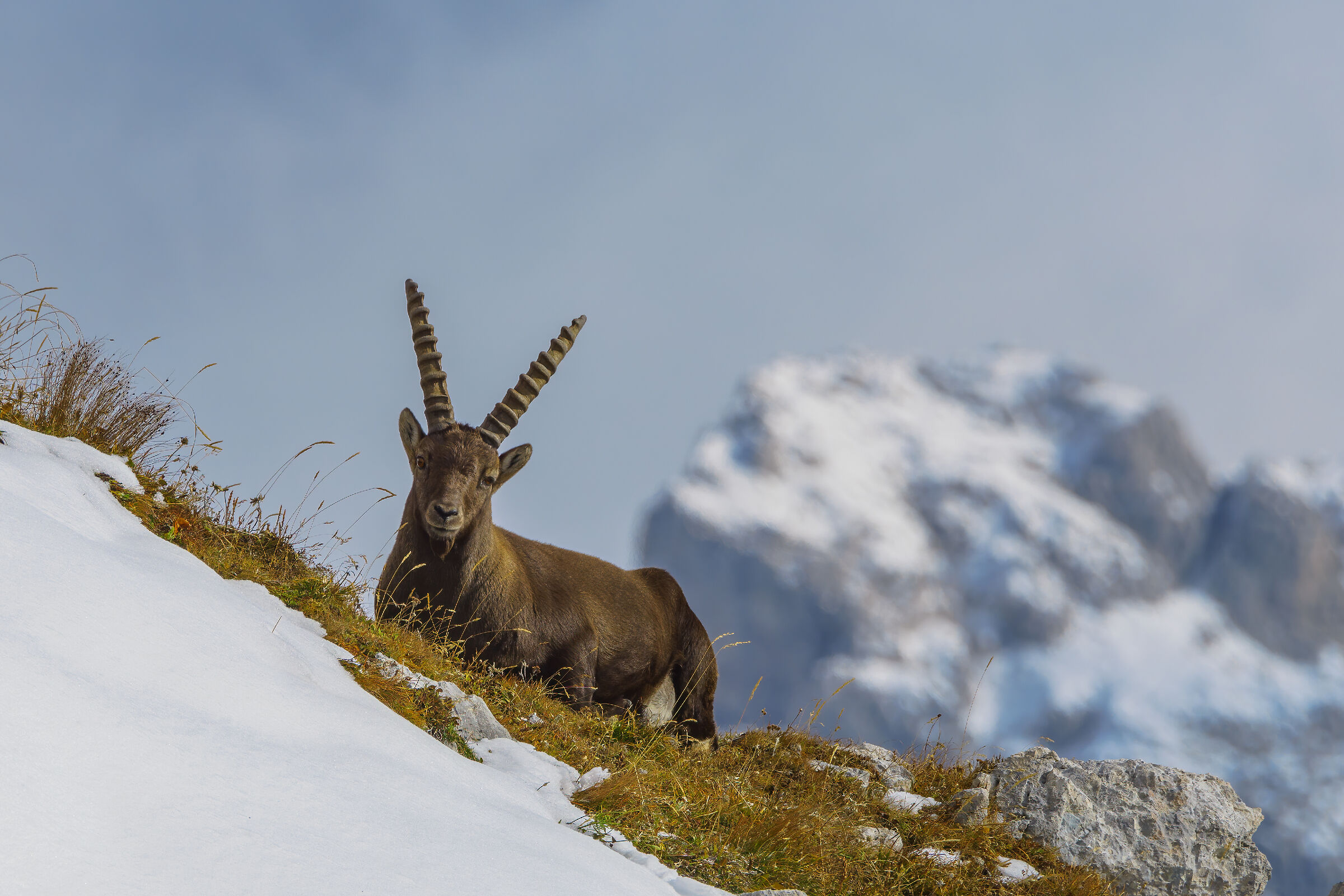 Ibex in the Julian Alps...