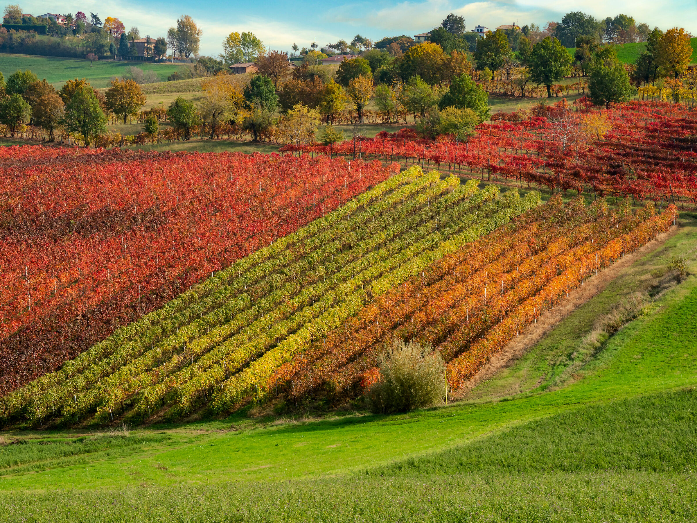 Autumn in Castelvetro...