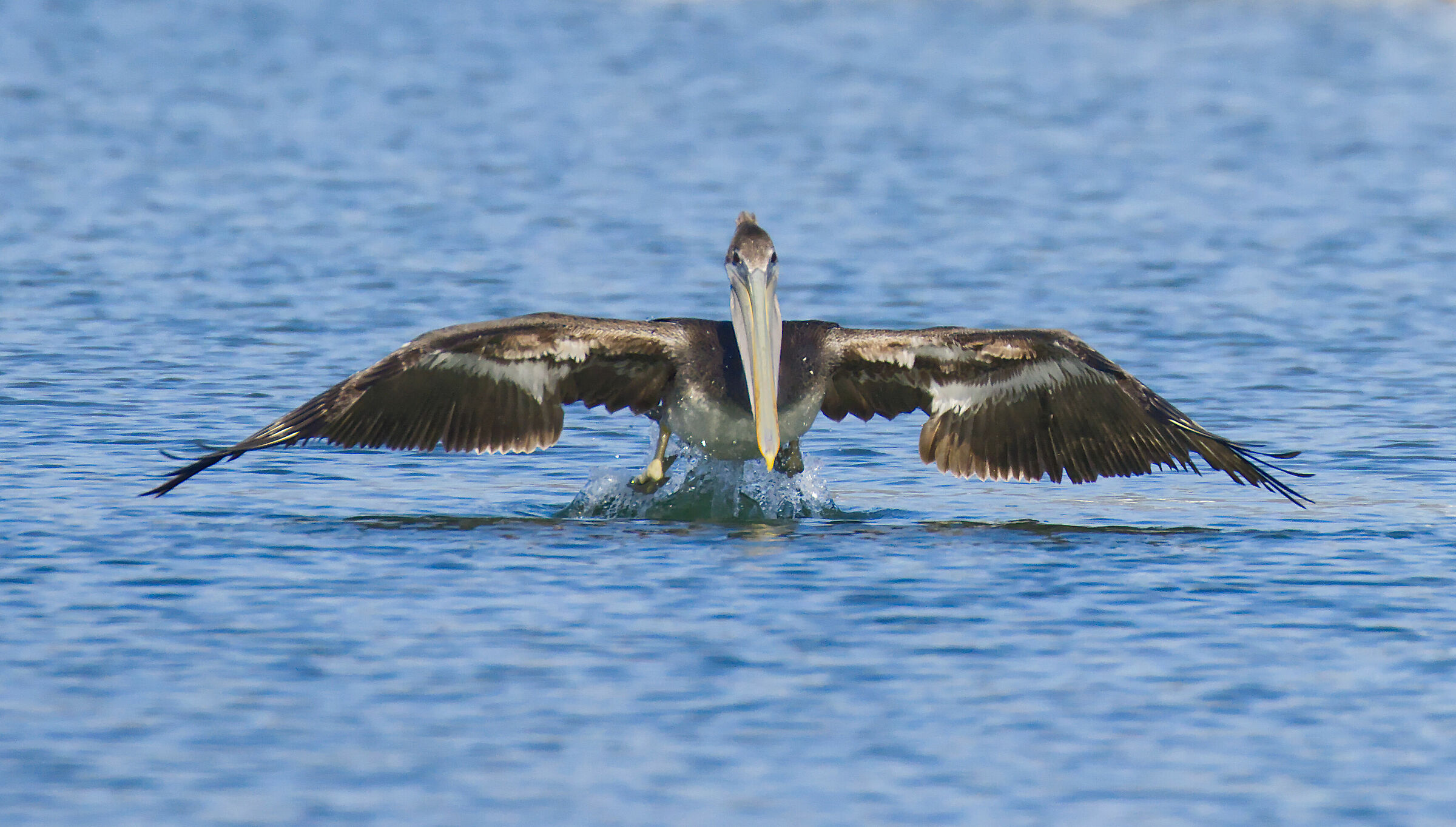 Pelican's takeoff...
