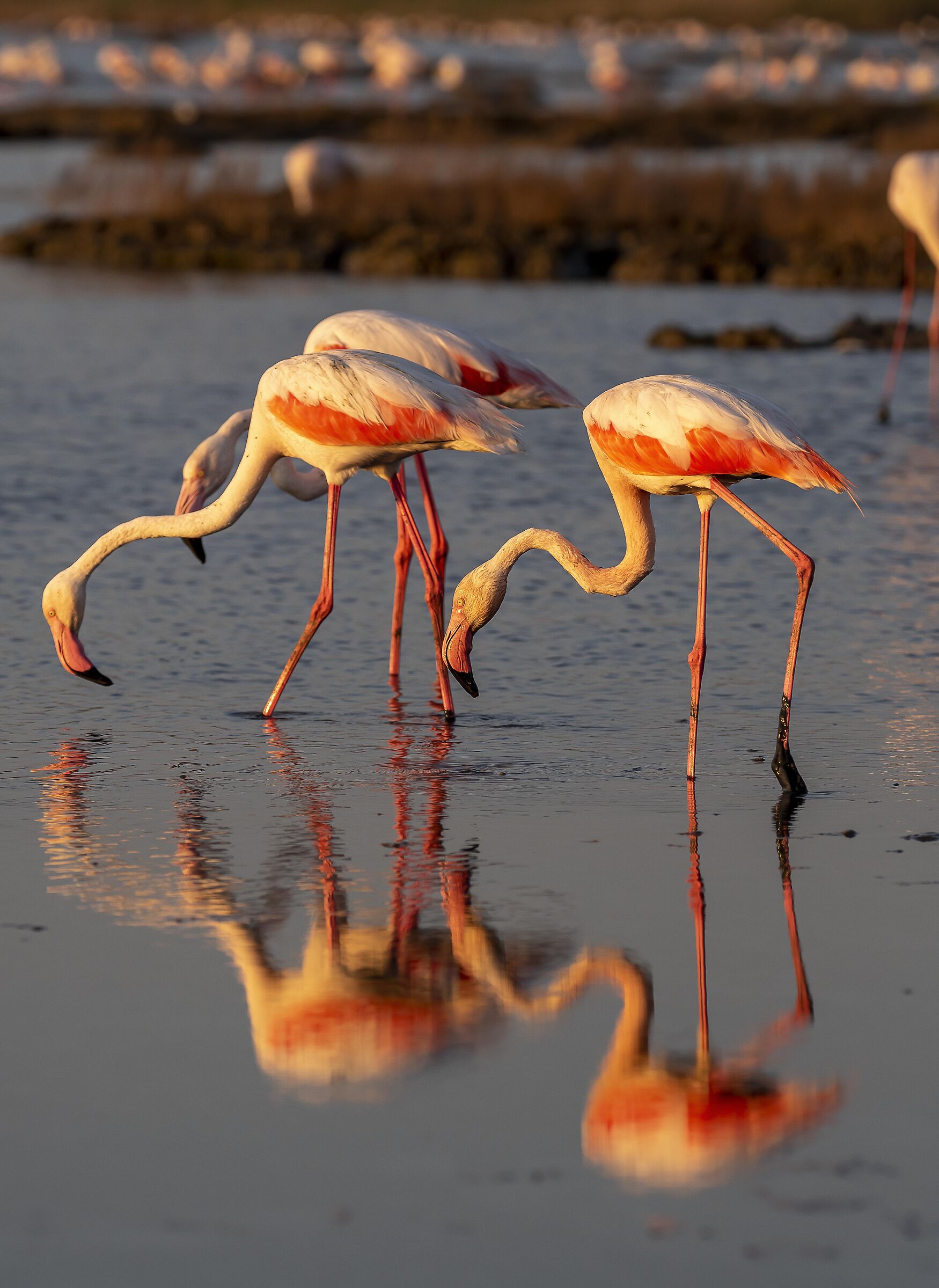 beautiful colorful at sunset the flamingos of Cabras...