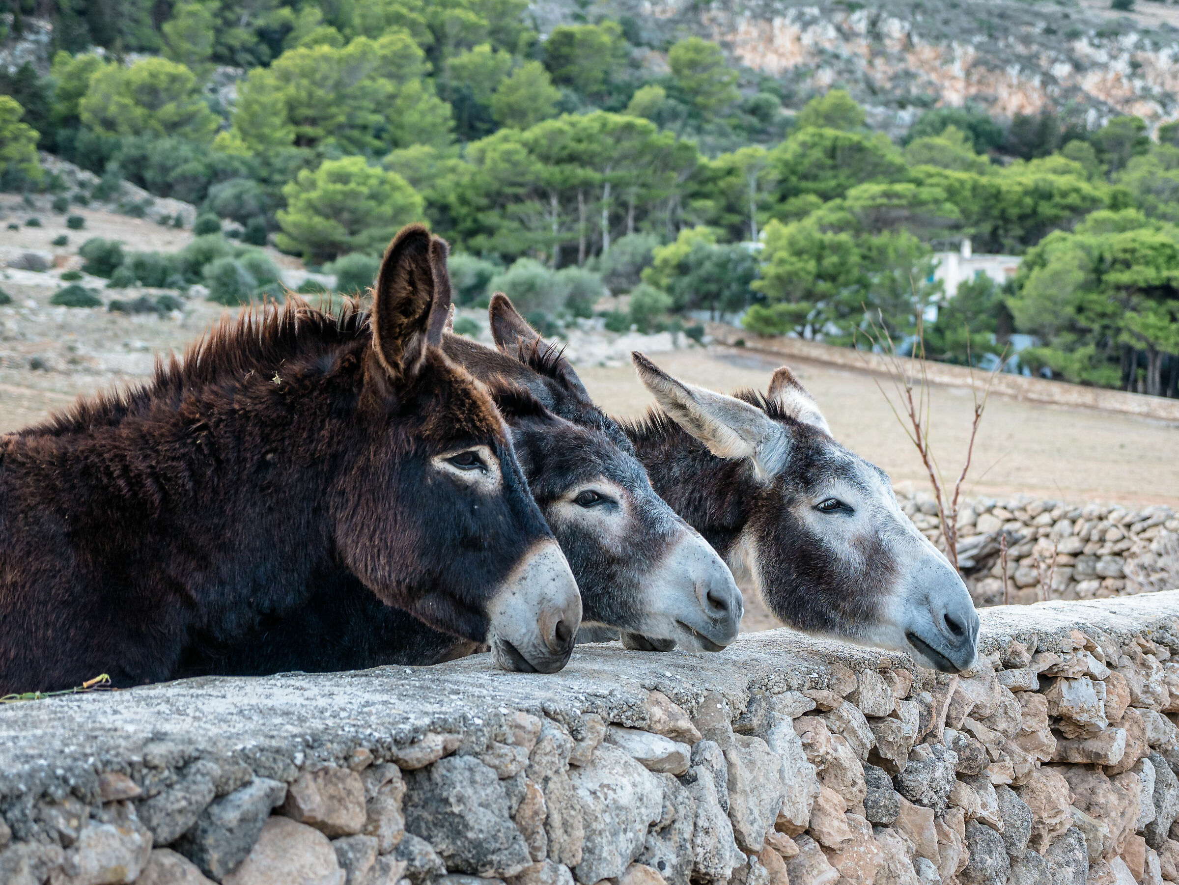 3 Donkeys - Favignana...