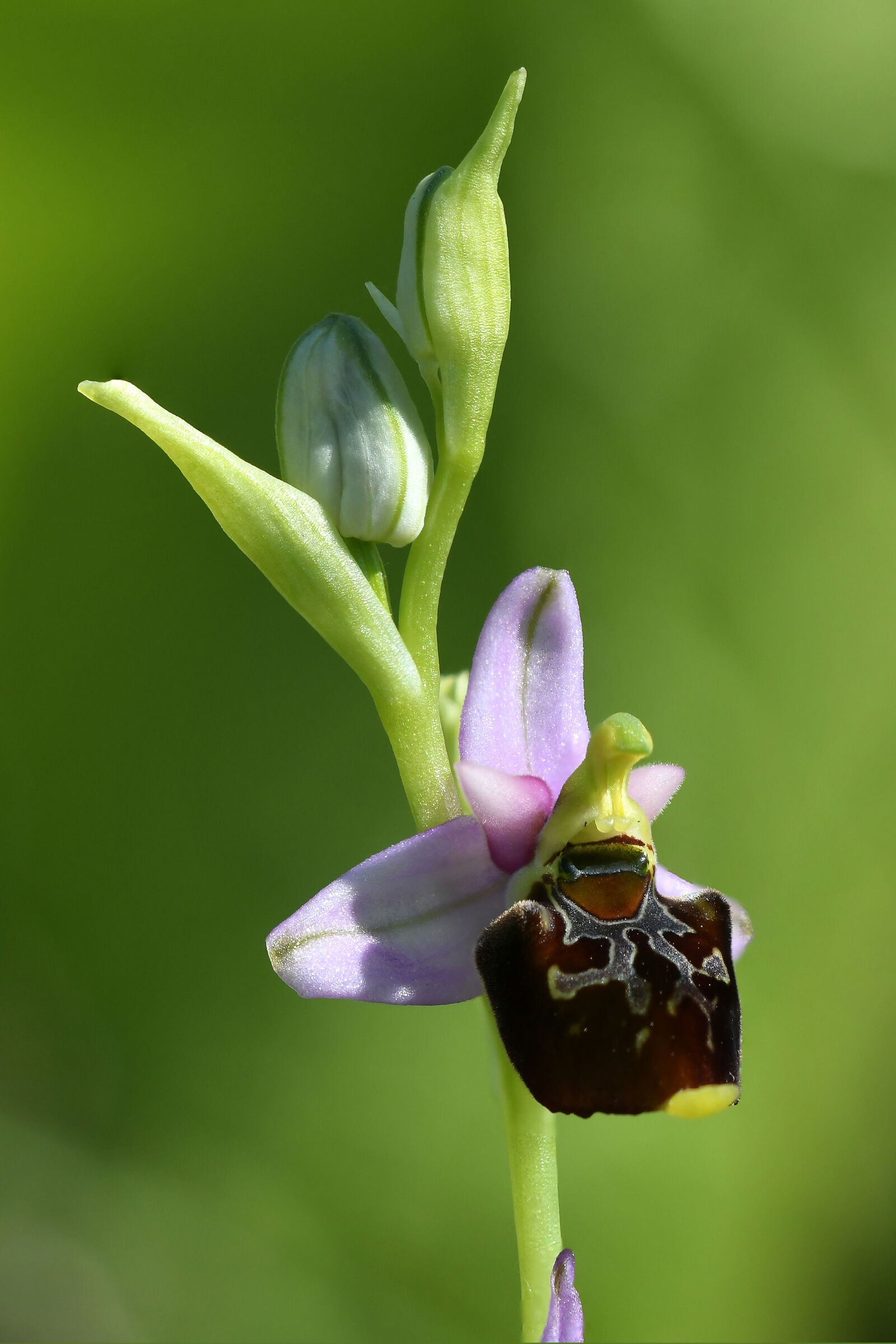 Orchidea selvatica - Ophris sphegodes...