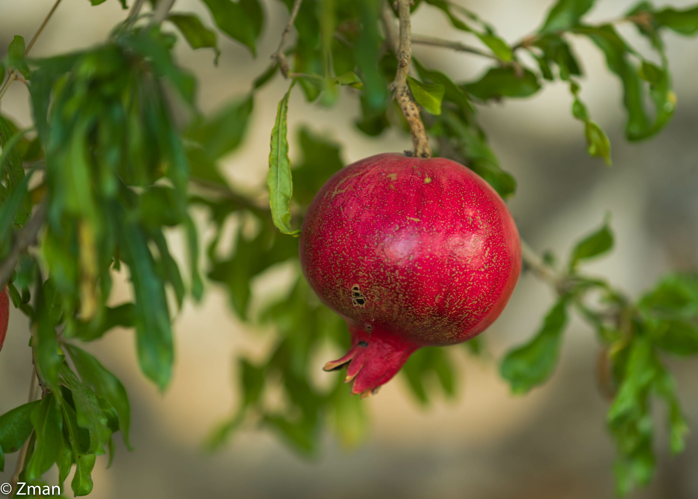 Pomegranate...