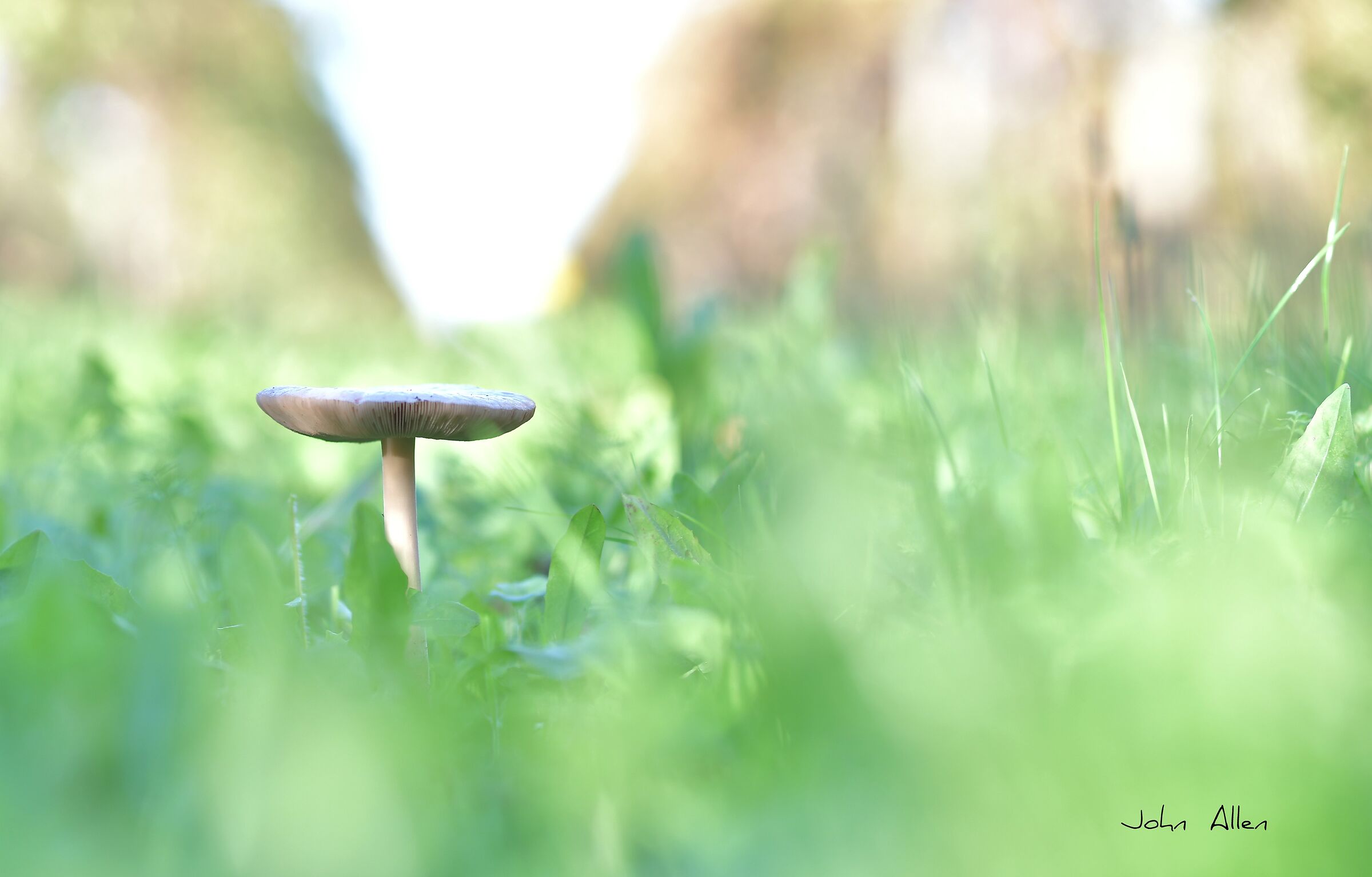 Solitary mushroom...