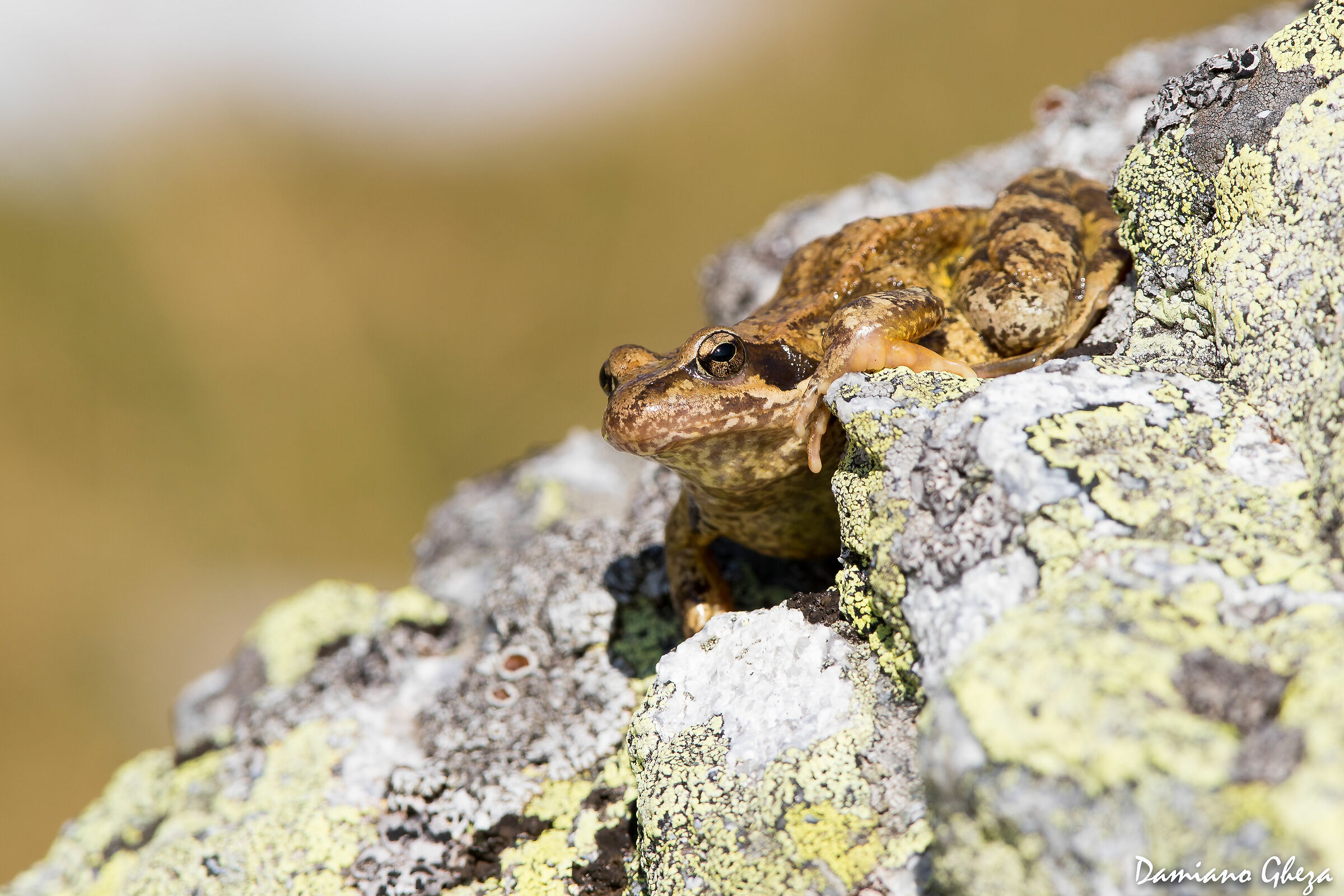 Alpine frog...