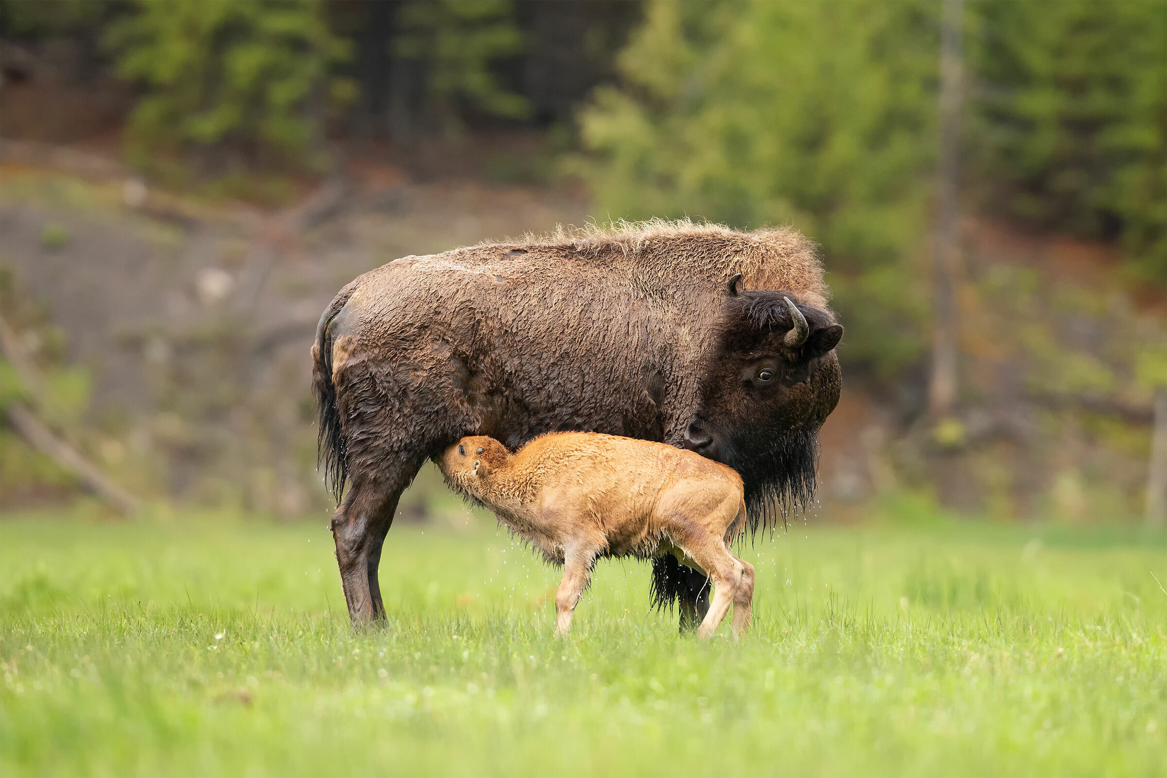 Bison bison (American buffalo)...